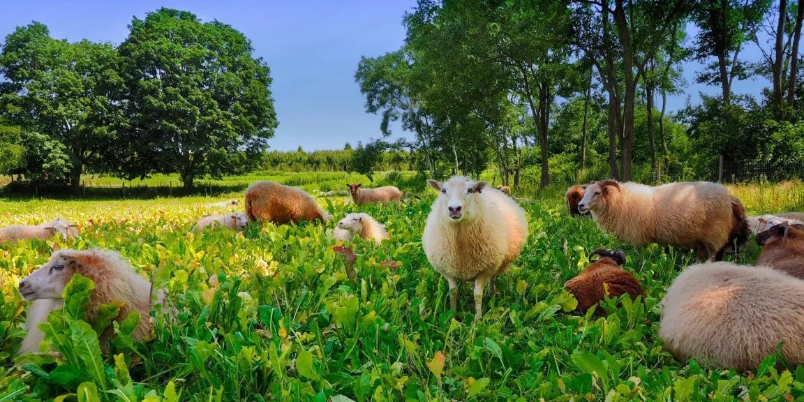Farm Hang at 8 Hands Farm