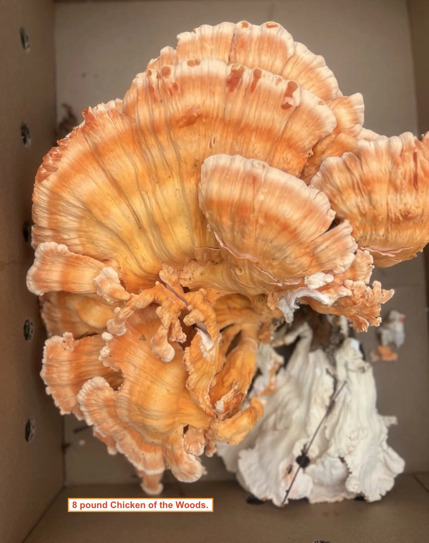 Chicken of the Woods.jpg