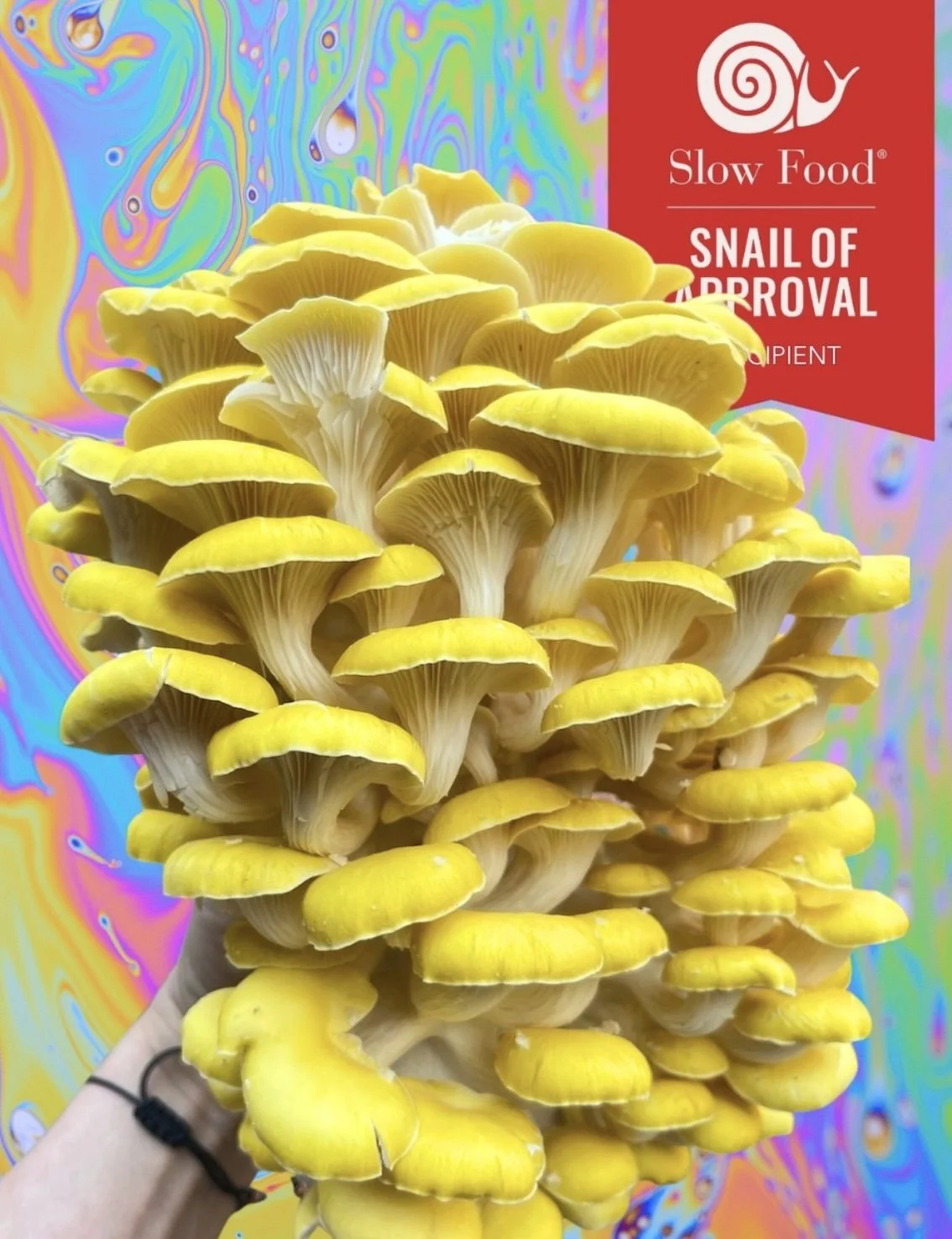 Snail of Approval: Mattituck Mushrooms