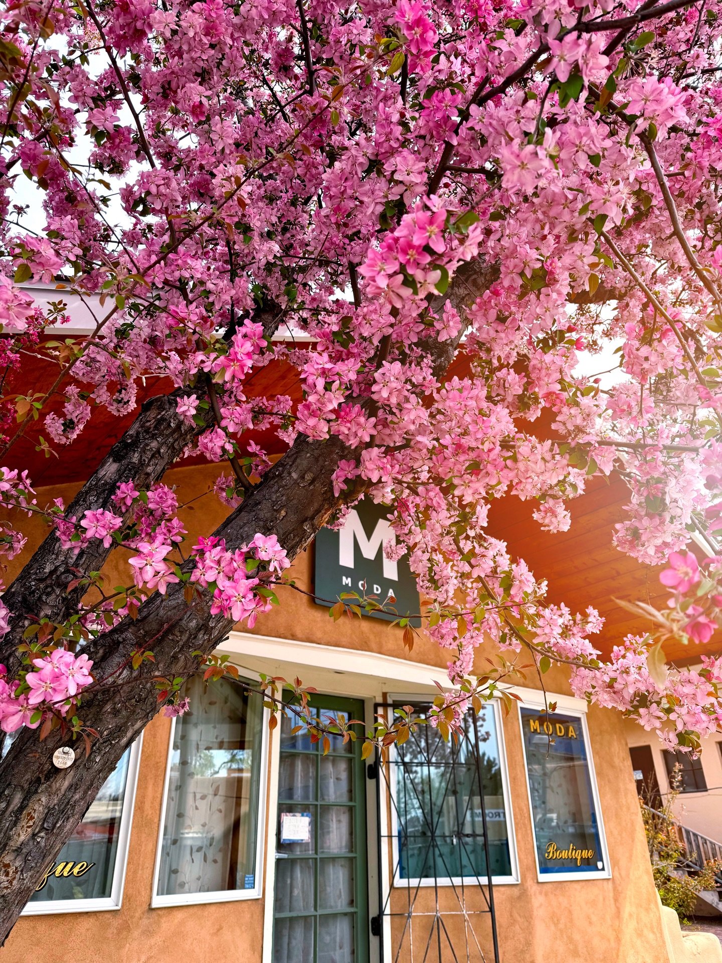 The cold is not stopping the spring blooms from showing off! Downtowns little gems 🌹 🌷 🌺