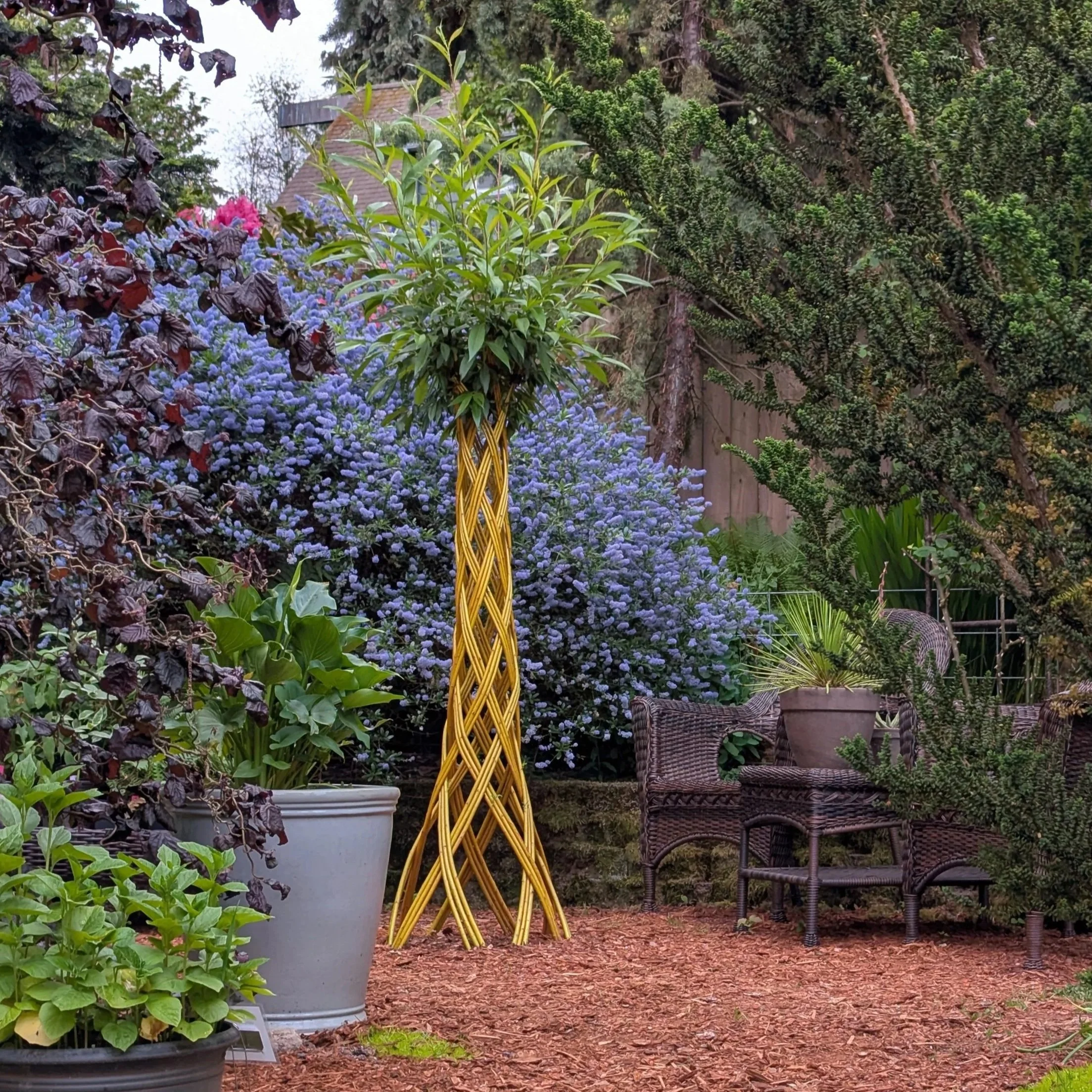Living willow structures in the garden