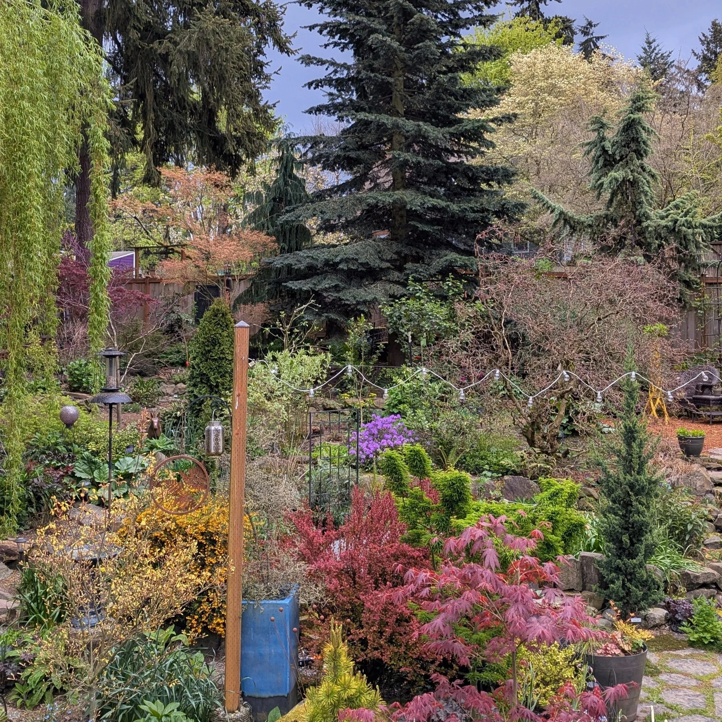Color and texture in the garden provided by trees and shrubs