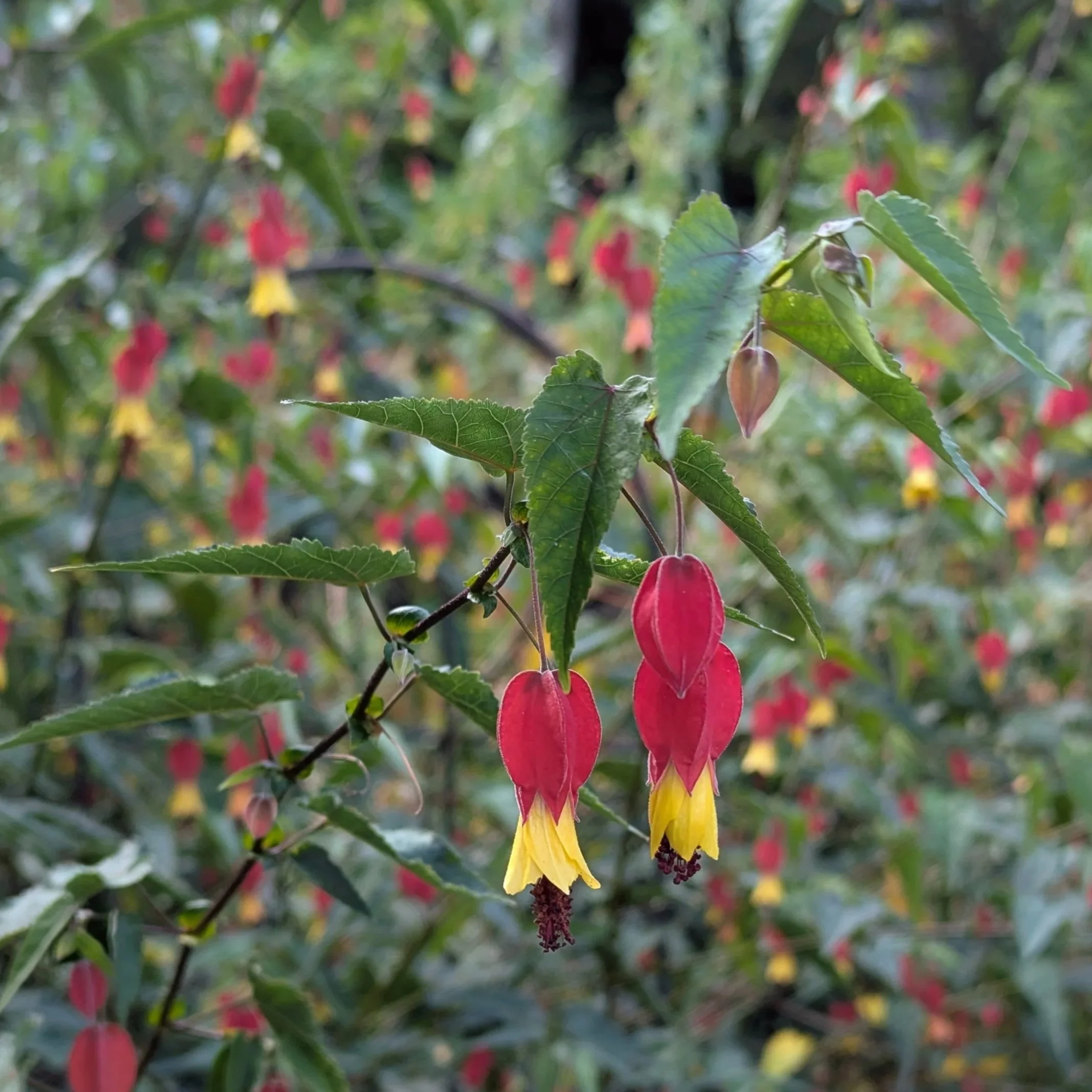 Pendant lantern-like flowers with red tops and yellow bottoms