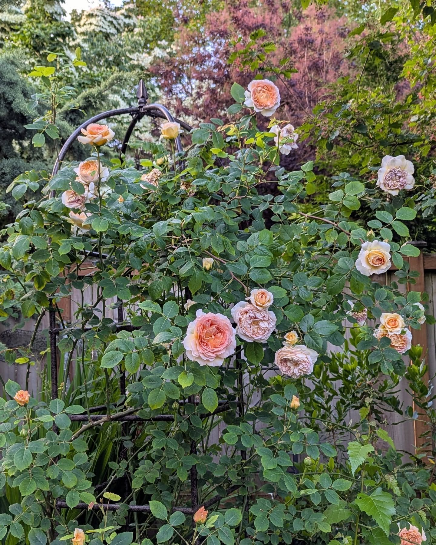 My climbing rose is a cultivar called Bathsheba from David Austin Roses. This is its third growing season in my garden. The last picture before the video shows the same time last year, when the growth only reached about halfway up the trellis; now, i