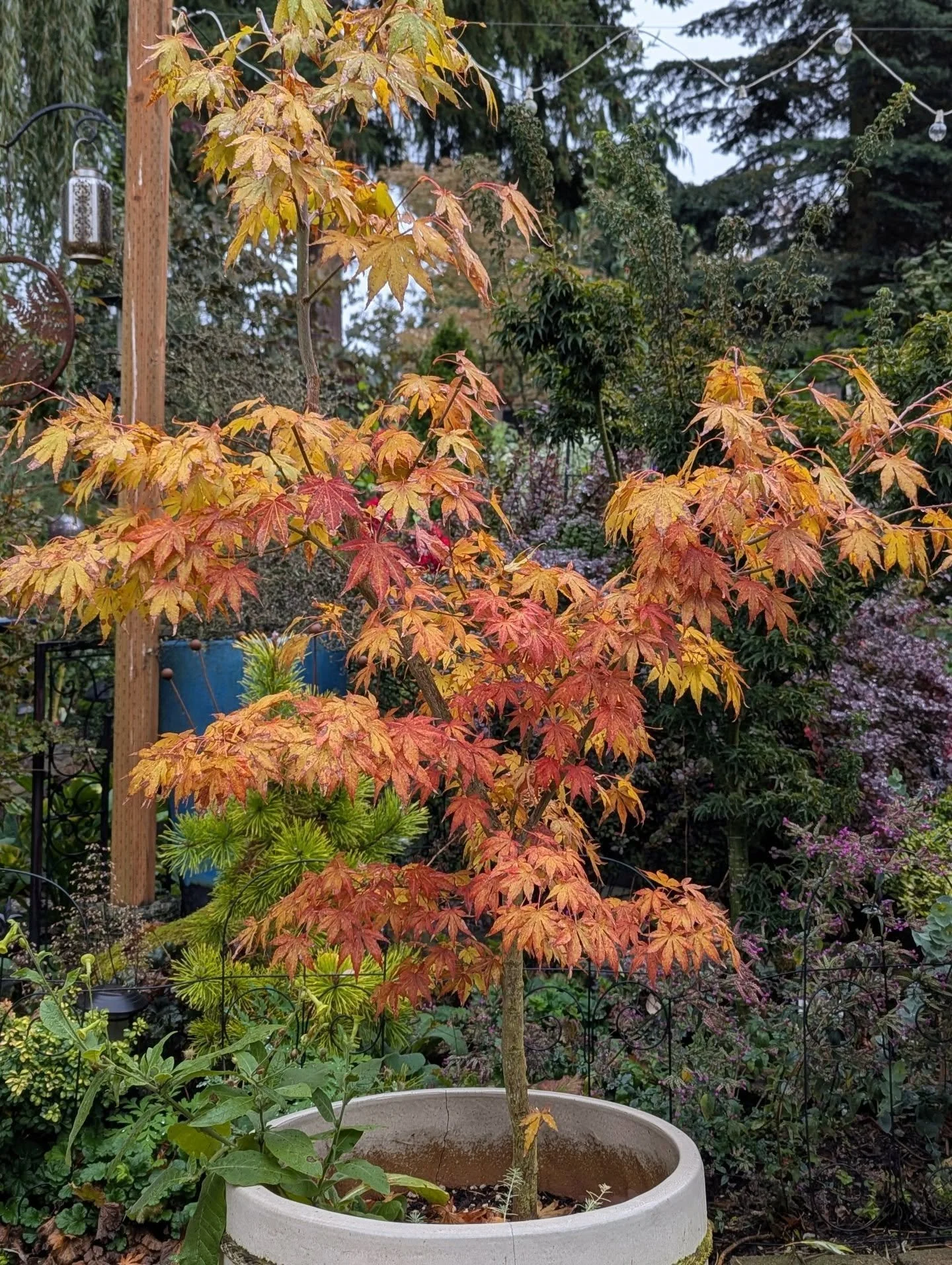 The little maple in the pot in the first two pictures is a garden grown seedling. It has a nice burgundy summer color with veining that stays a muted gold. In previous autumns, the leaves just browned up and died, but this year it's putting on a colo