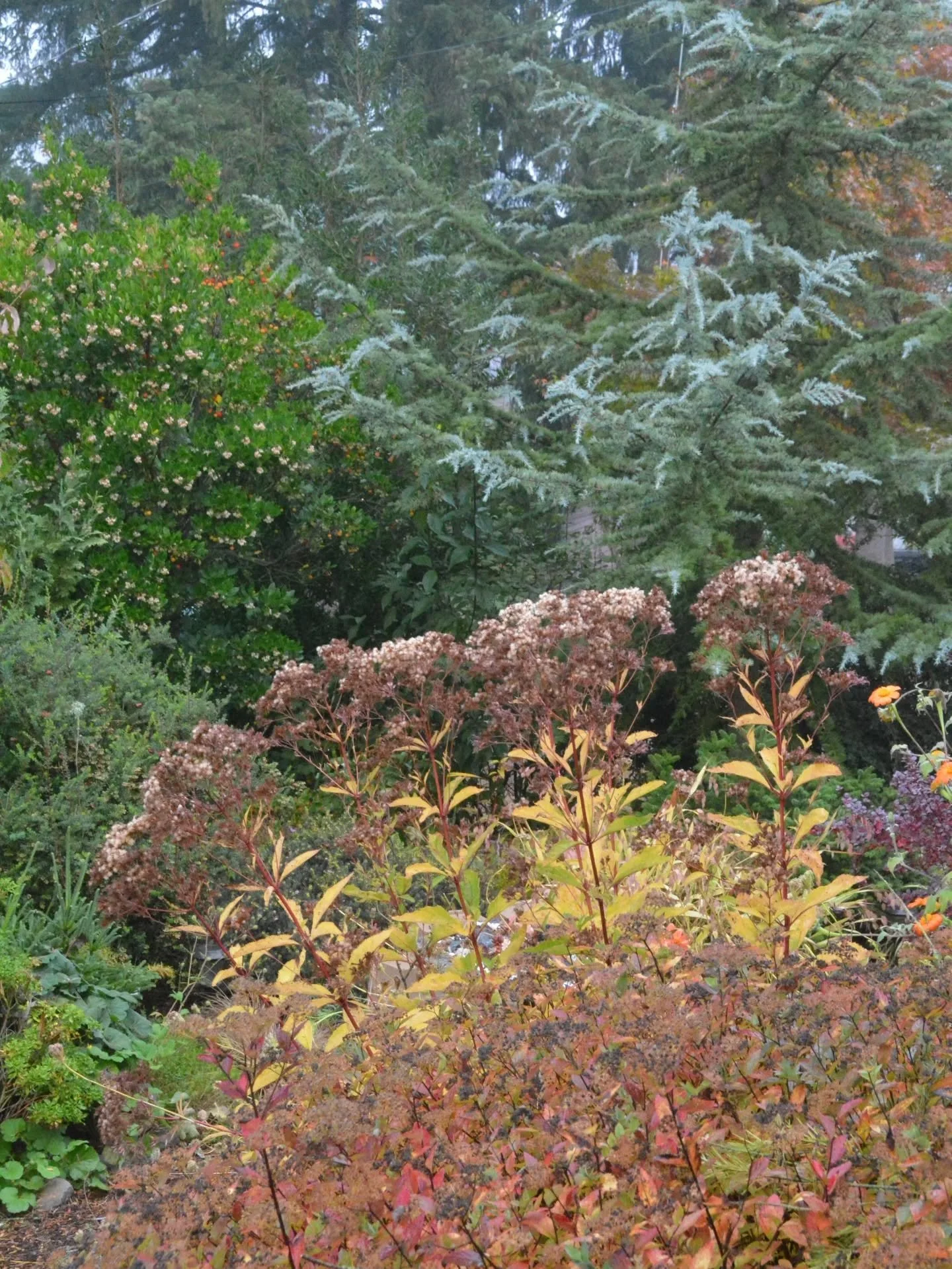 Misty mornings the last few days have helped accentuate the layers in the garden. Fall color typically reaches its peak the first week of November for me, but lots of trees have started turning. 

1. This view in the front garden used to look right i