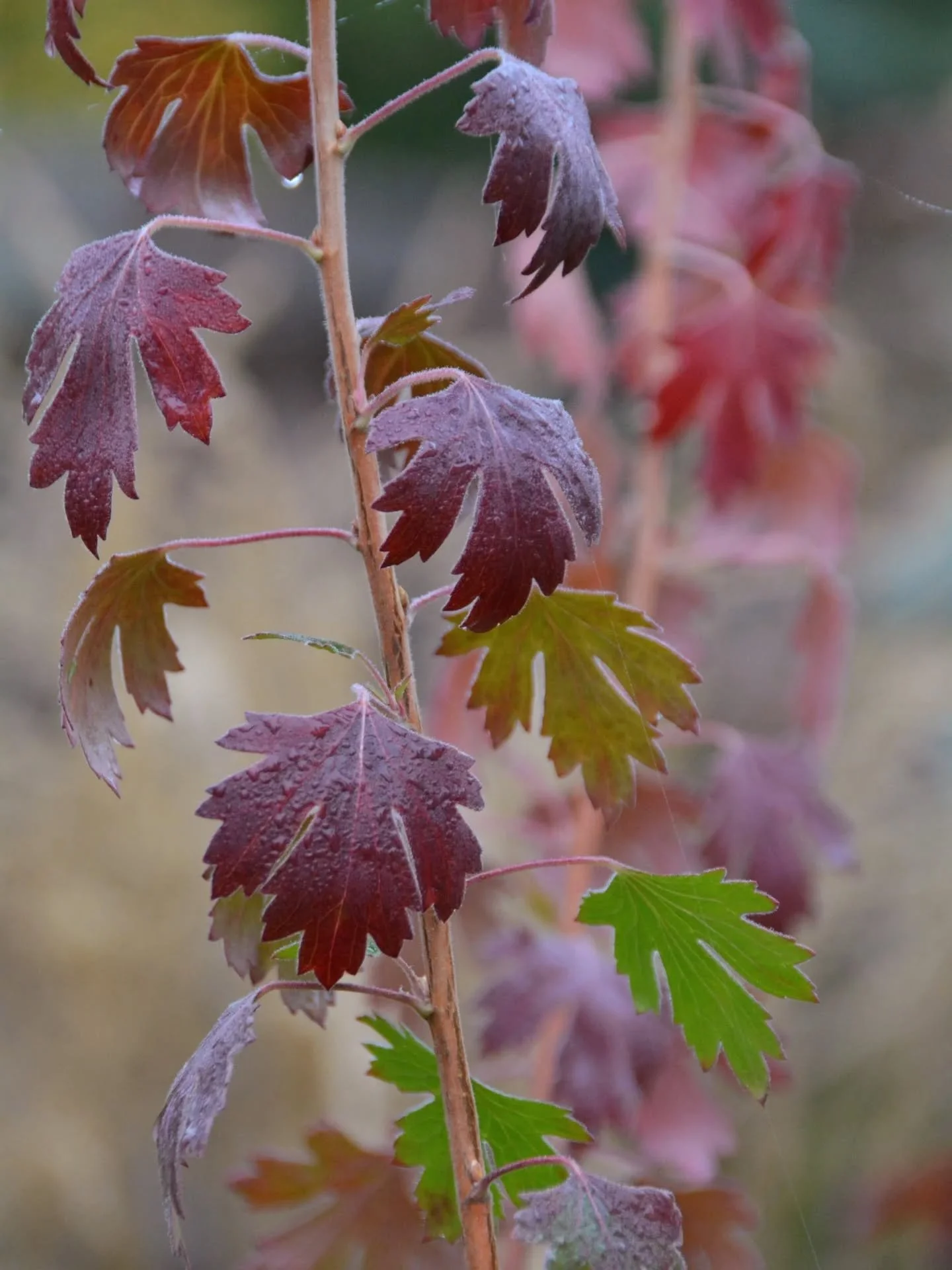 If you choose a big variety of plants, you get fall color and texture from all sorts of places. 

1-2. A black currant has a nice kaleidoscope of colors right now. You could pretty much make a classic fall scene with just black currants and blueberri
