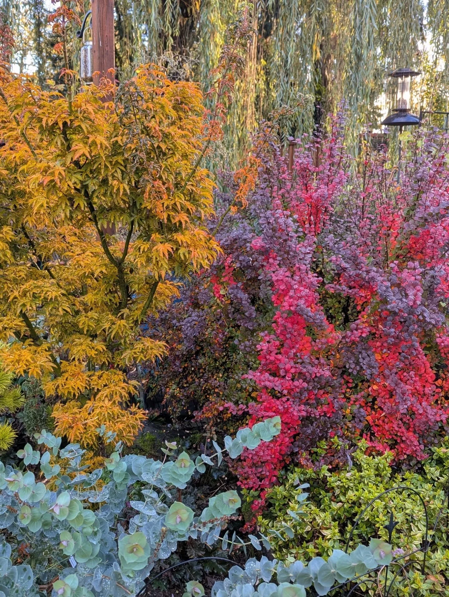 This is one of my favorite vignettes right now. The orange is a lions head Japanese maple, the red is Orange Rocket barberry, and the glorious glaucous blue is parahebe perfoliata. Tucked under the barberry is a Kaleidoscope abelia, seen more clearly