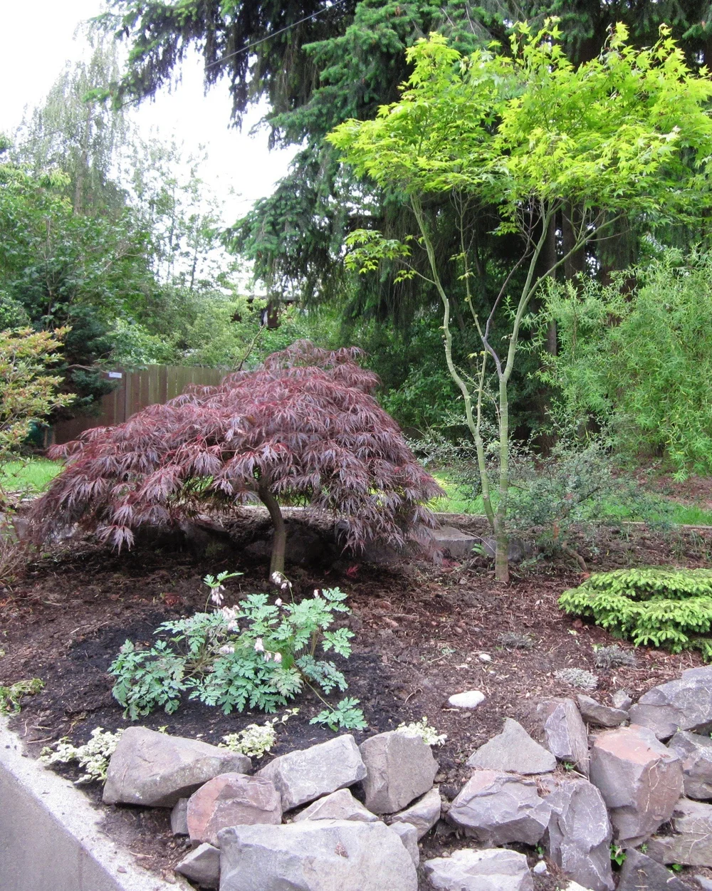 2010: Look how gangly the trees are!