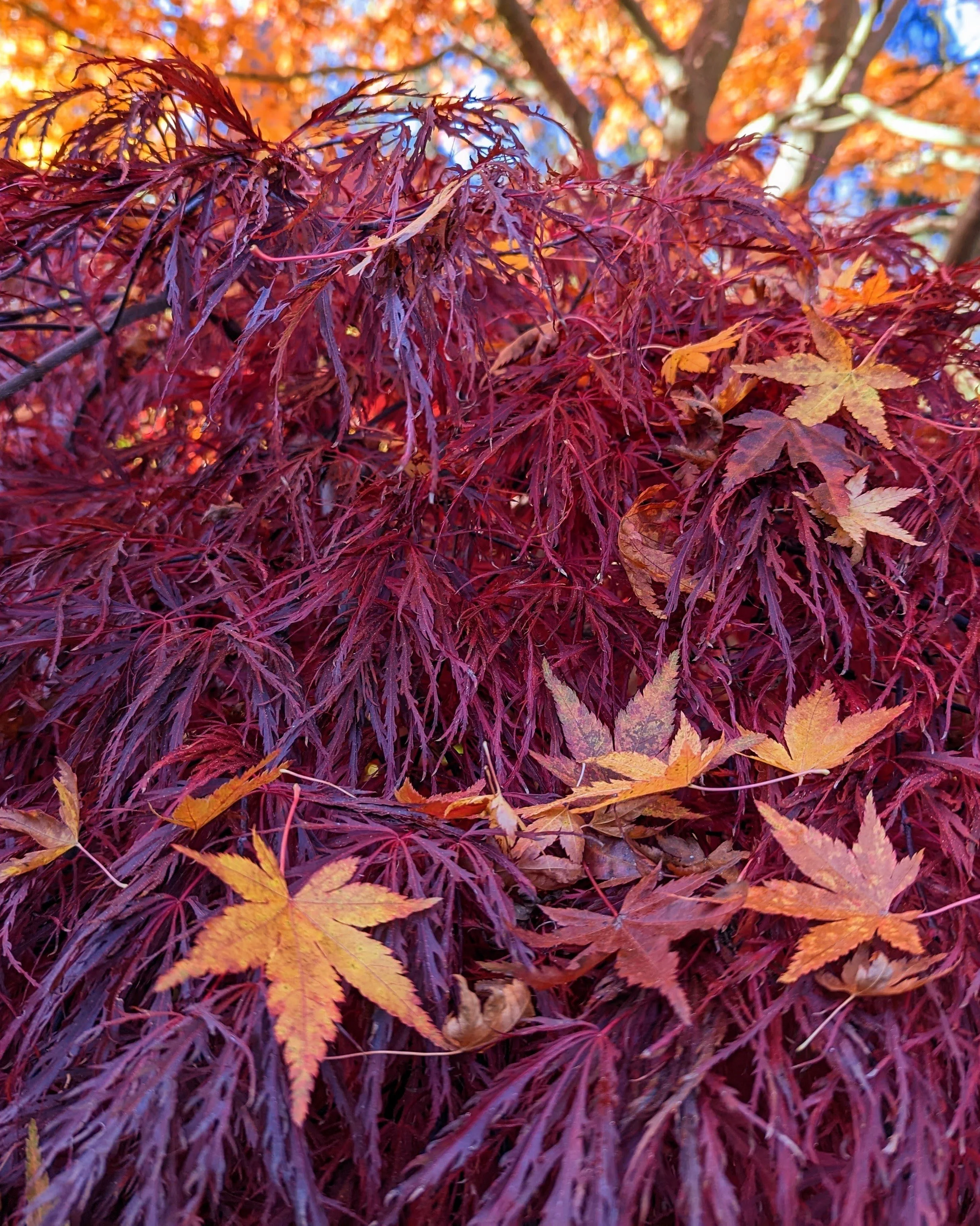 Waiting for the Japanese maple fall color show — Willows End Garden and ...