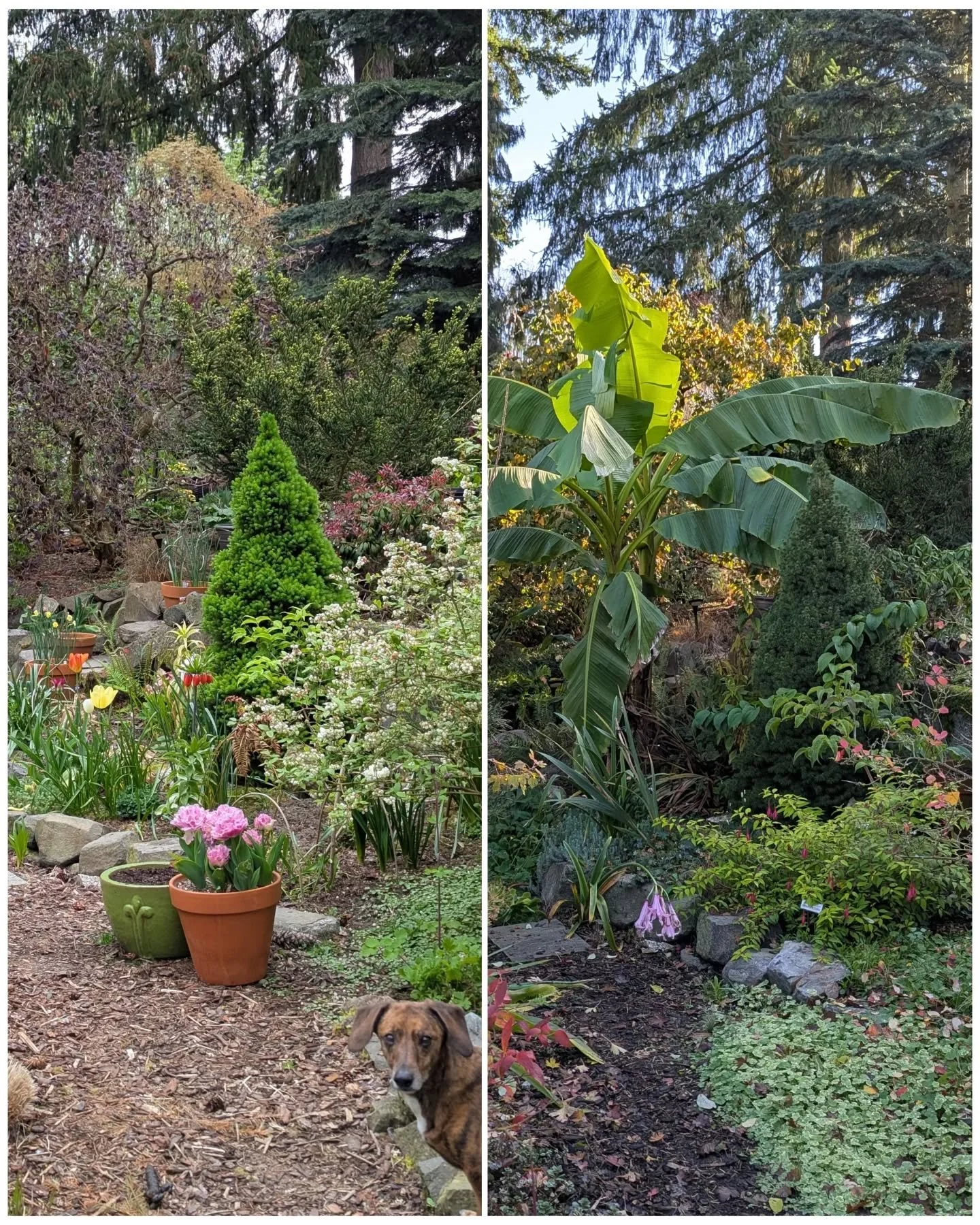 A little before and after... The left picture is from April, the right picture is from November. Swipe for the full photos. 

So much changes over the months. Spring bulbs came and went. Don't worry, Duncan 🐕 is still here in November, but probably 