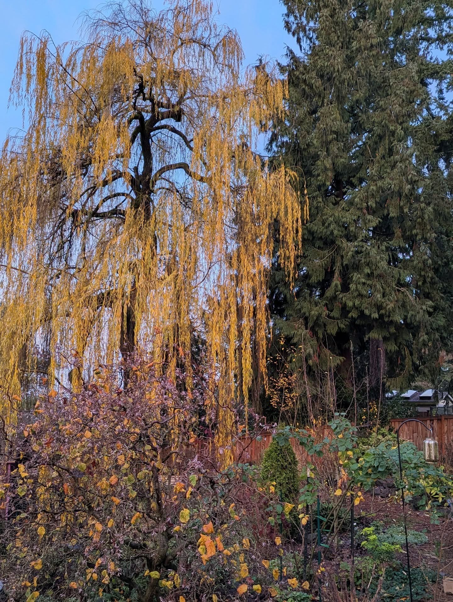 The weeping willow that graces our property is having its peak foliage moment. We got a pause in the "atmospheric river" that has flooded the Northwest, and actually had clear skies yesterday afternoon, perfect for a willow photo shoot. Thi