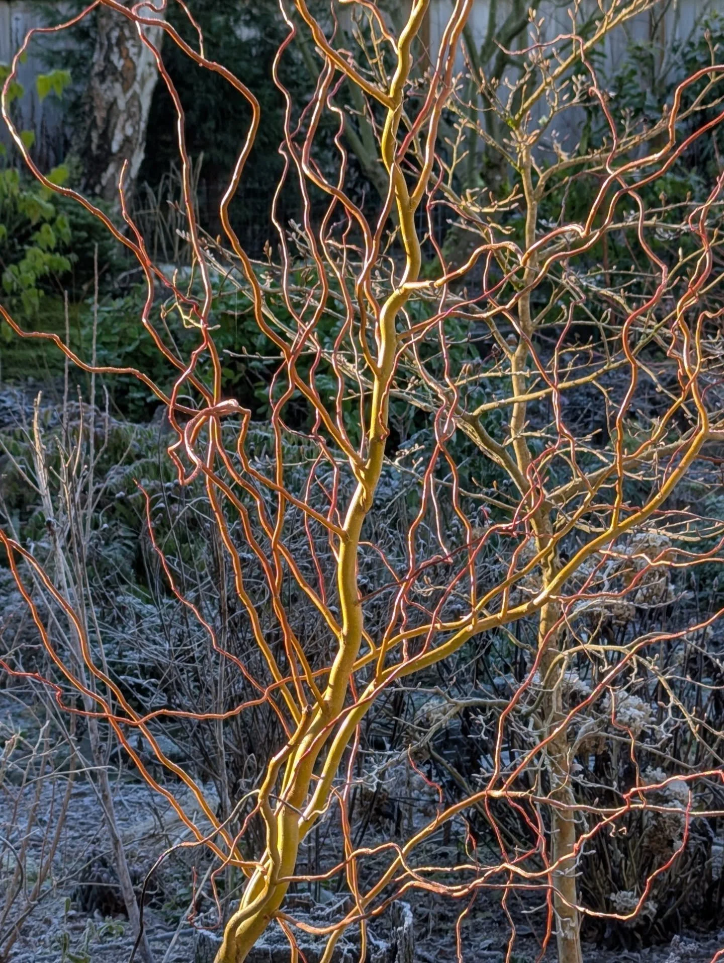 January has kicked off gloomy and rainy, typical for Seattle at this time of year. Bulbs are already coming up, hazel catkins are starting to stretch, and the hellebores are beginning their star turn, but garden glory is far away in most of our minds