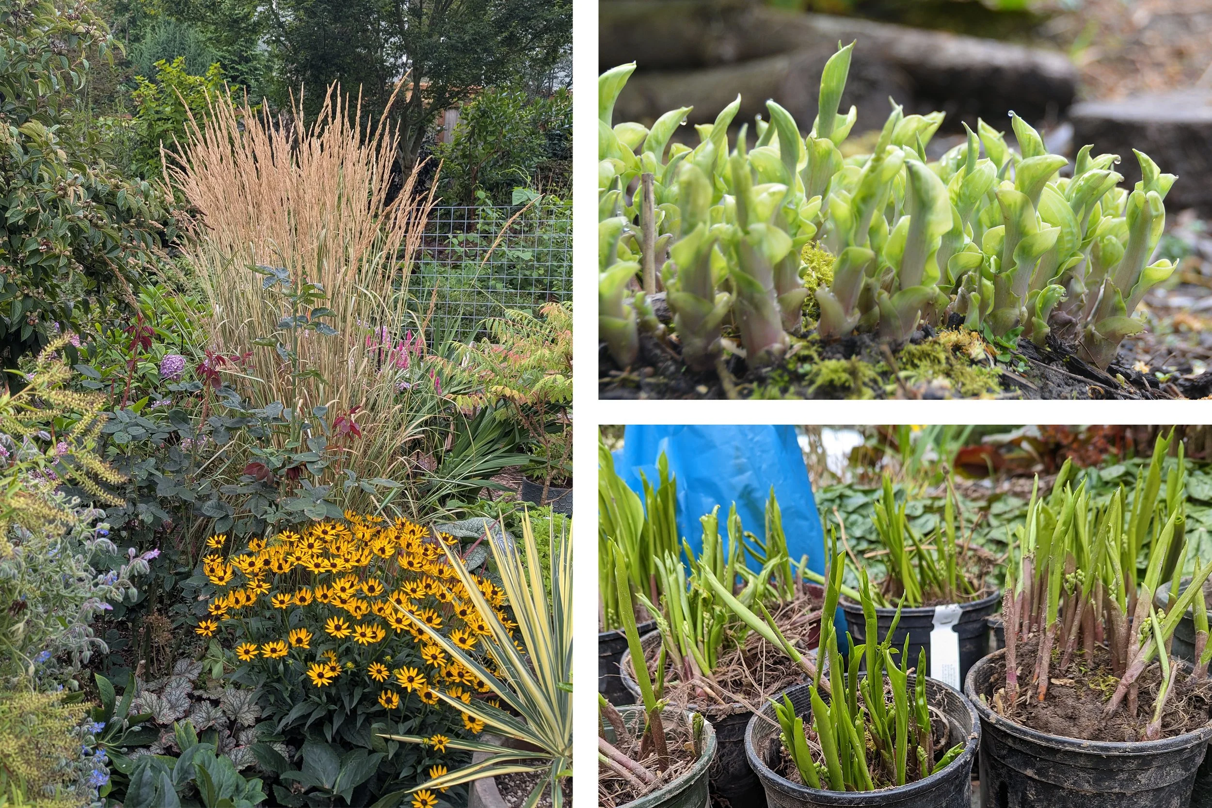 Spring Divisions - small group hands on workshop