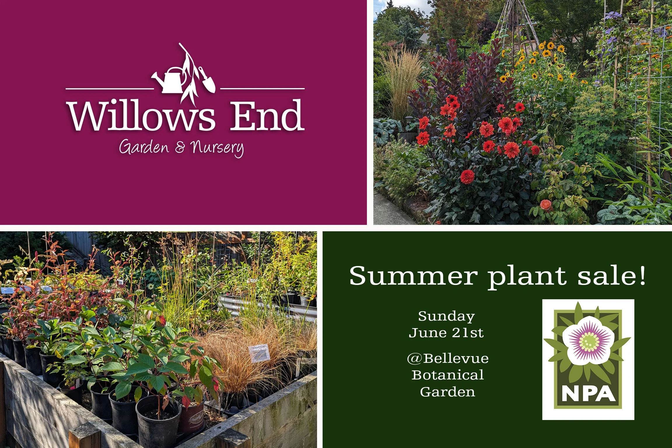 June Plant Sale at Bellevue Botanical Gardens