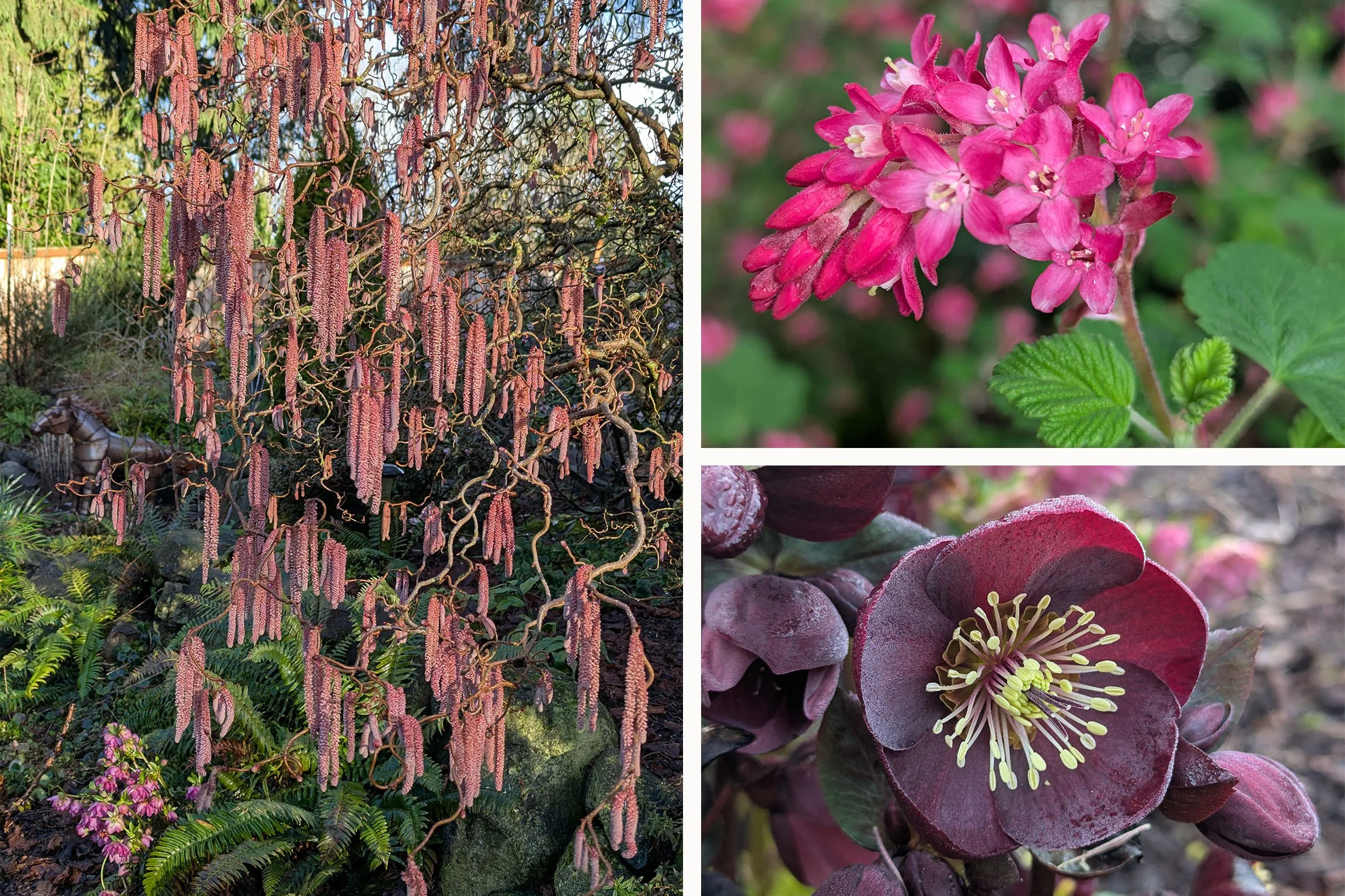 First open garden for 2026!