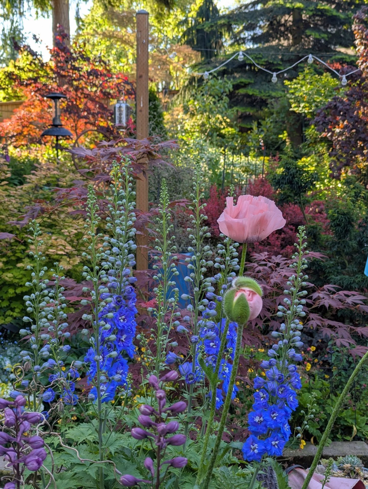 2025 is the year the garden finally got a glow up in its trickiest area, and I'm at the point where I'm pretty proud of how the garden looks as a whole. Most days throughout the year I head out with my camera, and there is a lot to see! I've been gar