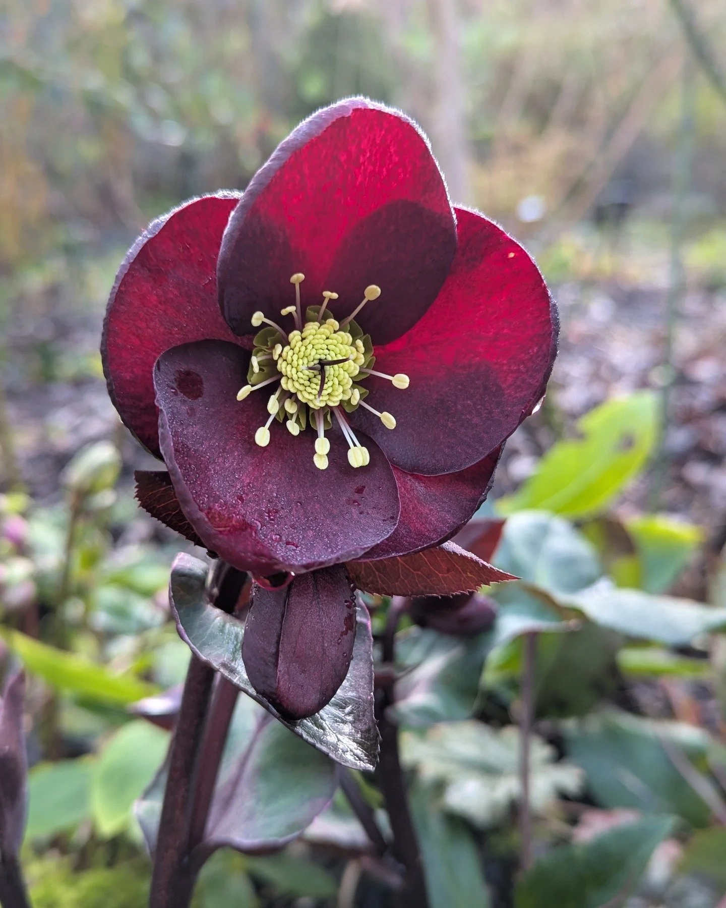 Seattle is having such a mild winter. It's 57 and sunny as I type this, so weird! There are lots of plants kicking into spring gear already &mdash; some of my bulbs are already six inches tall! I hope there's not a giant cold snap in February, but we