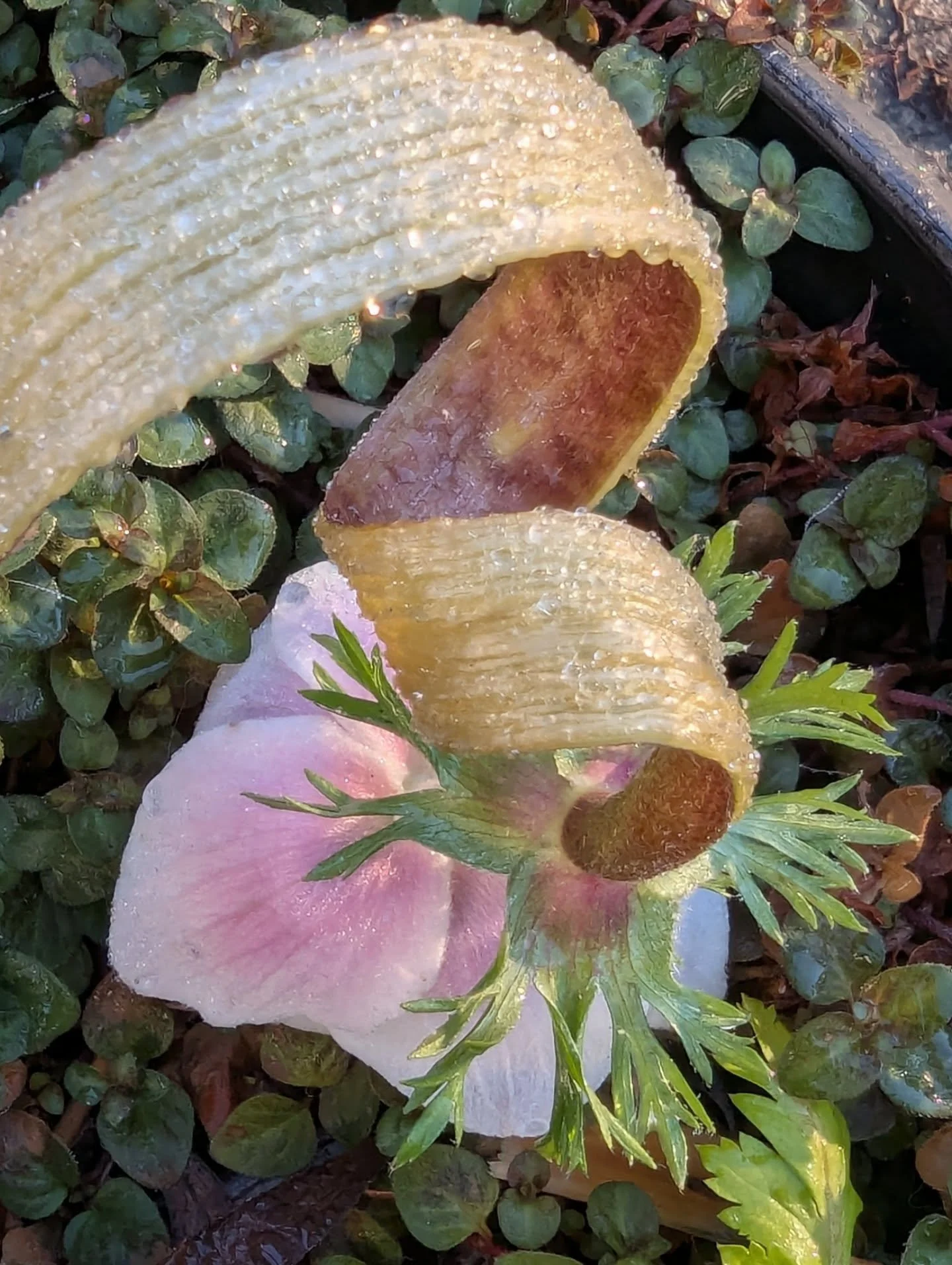 February greetings from the garden! Seattle has had an extremely mild winter (so far!), with a few serious rain soakers mixed with warmer-than-normal days. Yesterday was 60F/15C 🌞! A little sunlight makes the winter garden come alive, here's some of