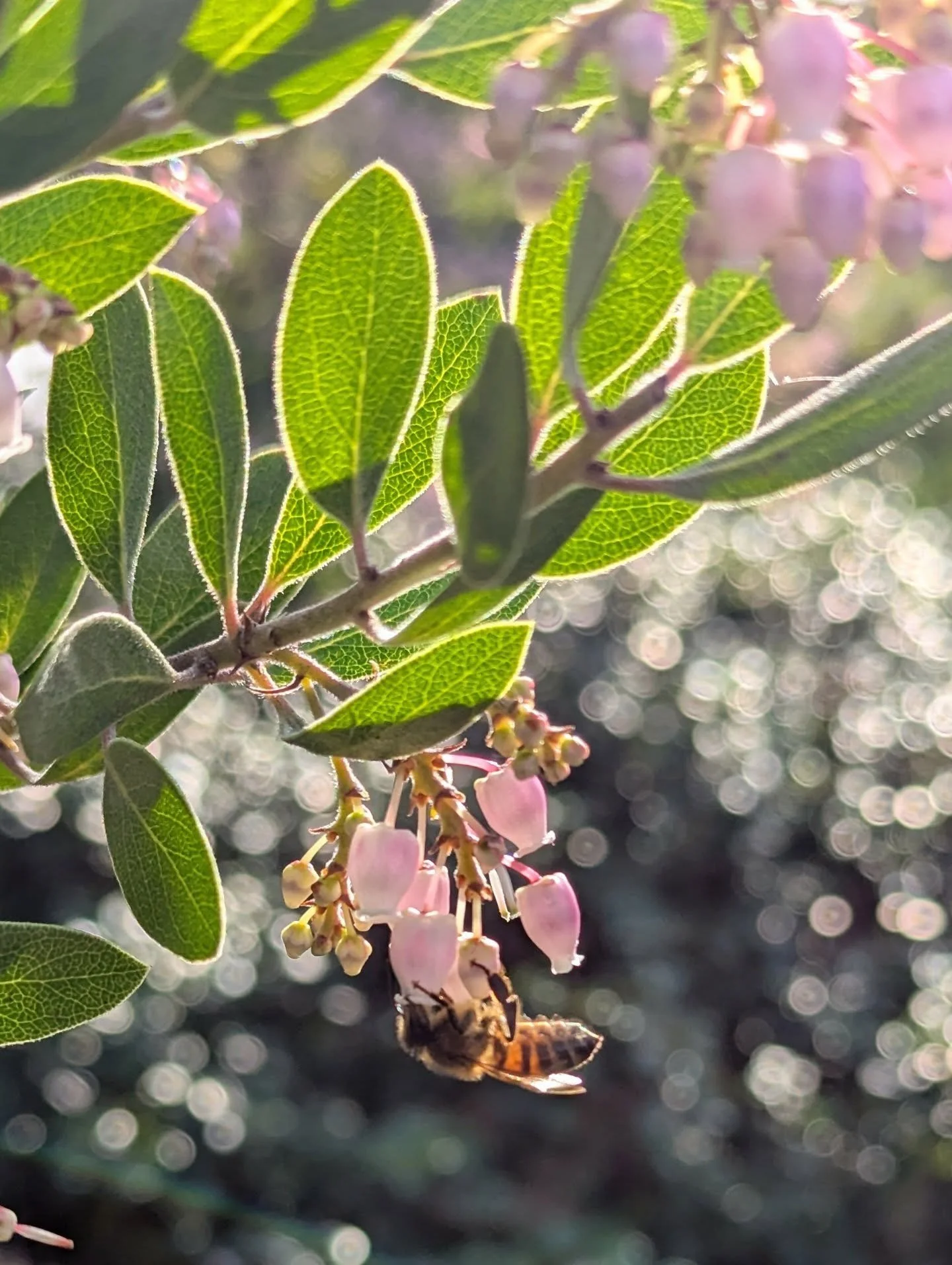 I stopped by the plant library at the Center for Urban Horticulture a few days ago, and was treated to manzanitas in bloom in the courtyard. The McVay courtyard is a neat minimalist garden featuring just a few plants used in repetition, with concrete