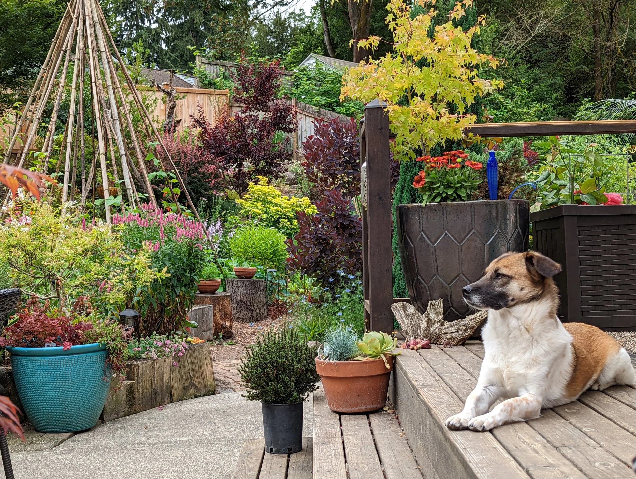 A garden vista in late spring with a cute dog in the foreground
