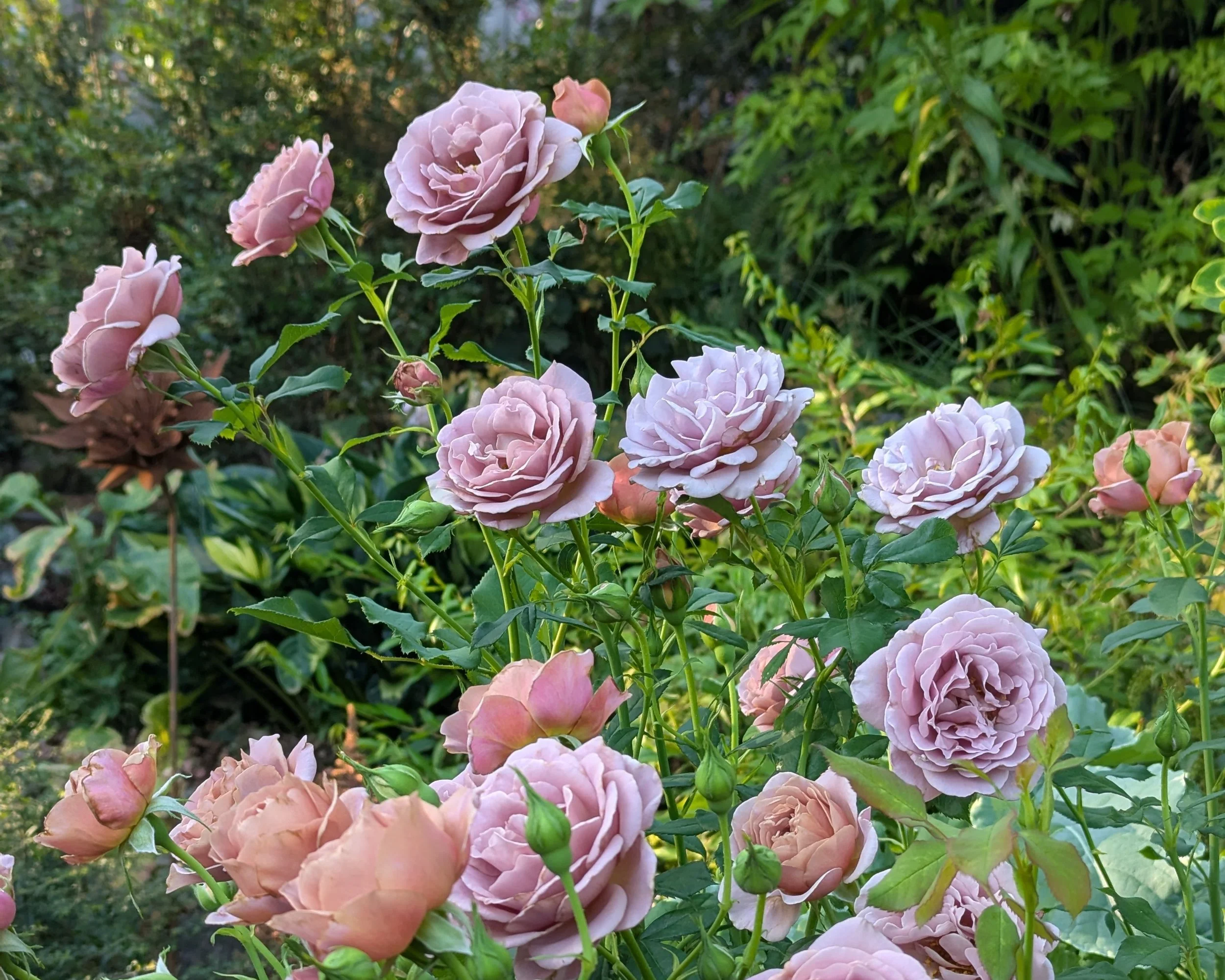 Koko Loko roses in full bloom