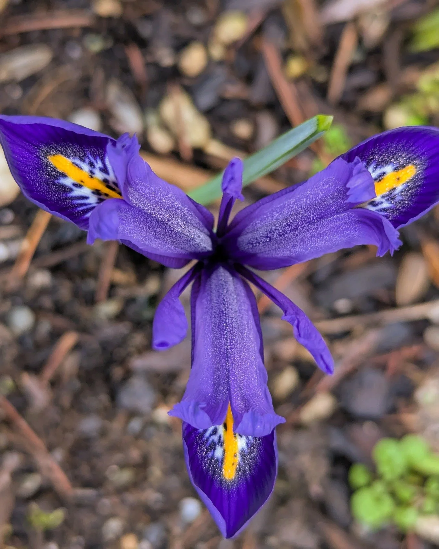 Flowers in the garden, February edition! 

1-2. I have a variety of dwarf irises (all different cultivars of iris reticulata), and they pack a special punch at this time of year. They all tend to have super saturated indigo and purple flowers. 
3-6. 