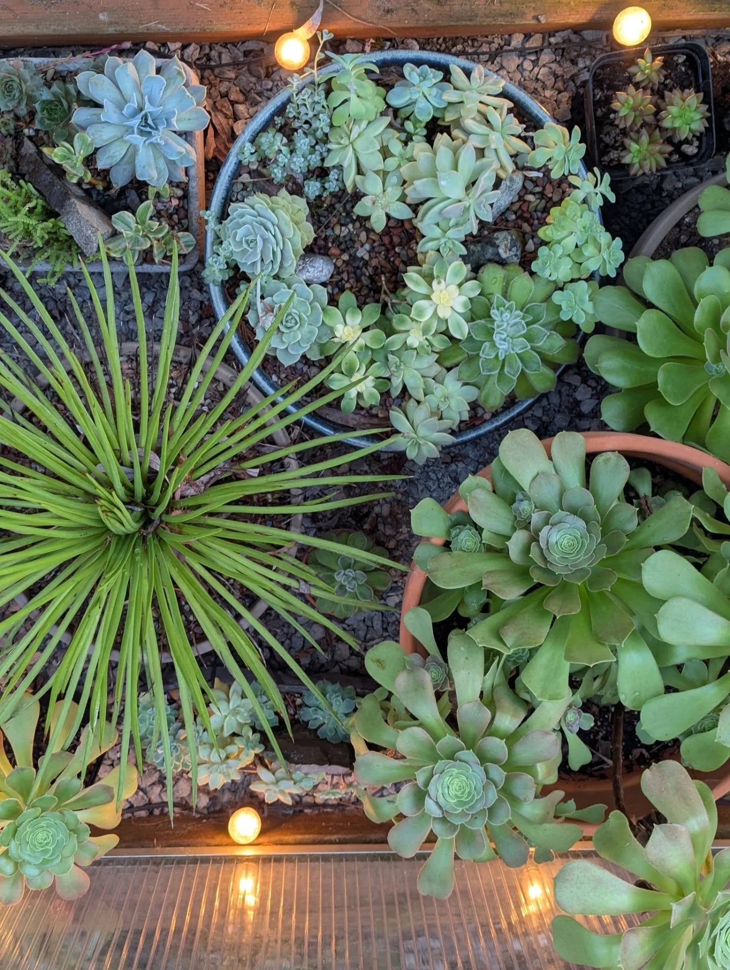 I did a thorough check in on my non-hardy succulents today, including their first and only drink of the season. 

I have a bunch of aeoniums, sedums, echeveria, and more that do not survive frost. I try to keep most of them outside, as they are happi