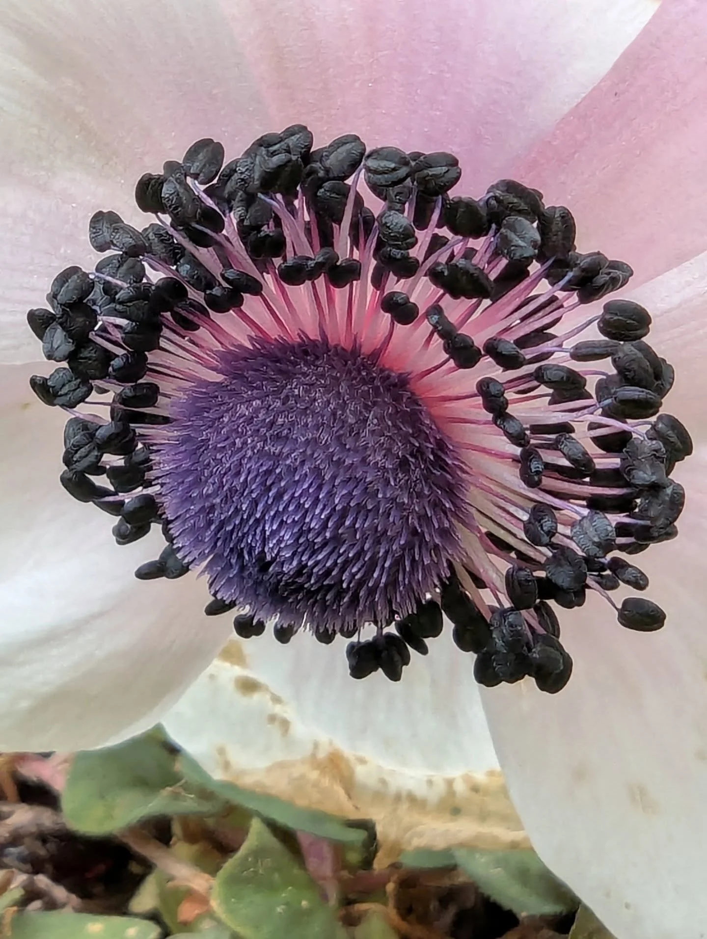 I don't know how anyone can think plants are boring. I'm not even a collector of weird and wonderful, this is just what plants look like when they're awakening and flowering!

1. Italian White anemone
2. Flowers and new leaves on epimedium. You have 