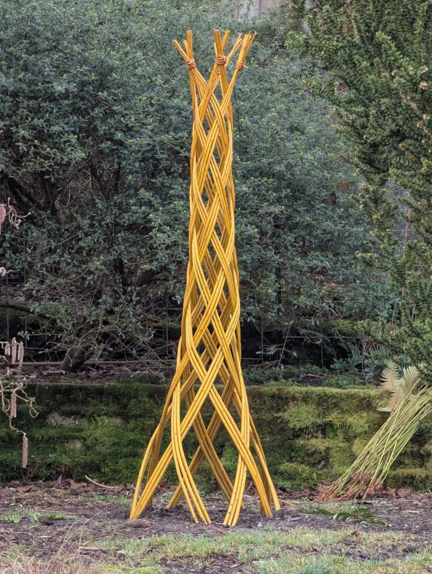 I'm hosting my first open garden of the season this Sunday, March 29th, 10am to 4pm. Hosting anything outdoors at this time of year is dicey, but Sunday looks to be a dry one 🤞⛅. This year there are several new living willow structures built by my a