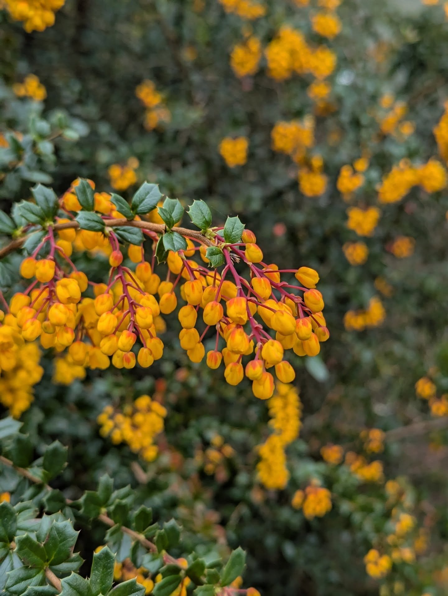 I stopped while driving home today to photograph this stunning Darwin's barberry. It's on 35th Ave NE next to a dentist's office! (Yes I'm one of those people who will jam on the brakes to look at a pretty plant!)

Berberis darwinii is native to Chil