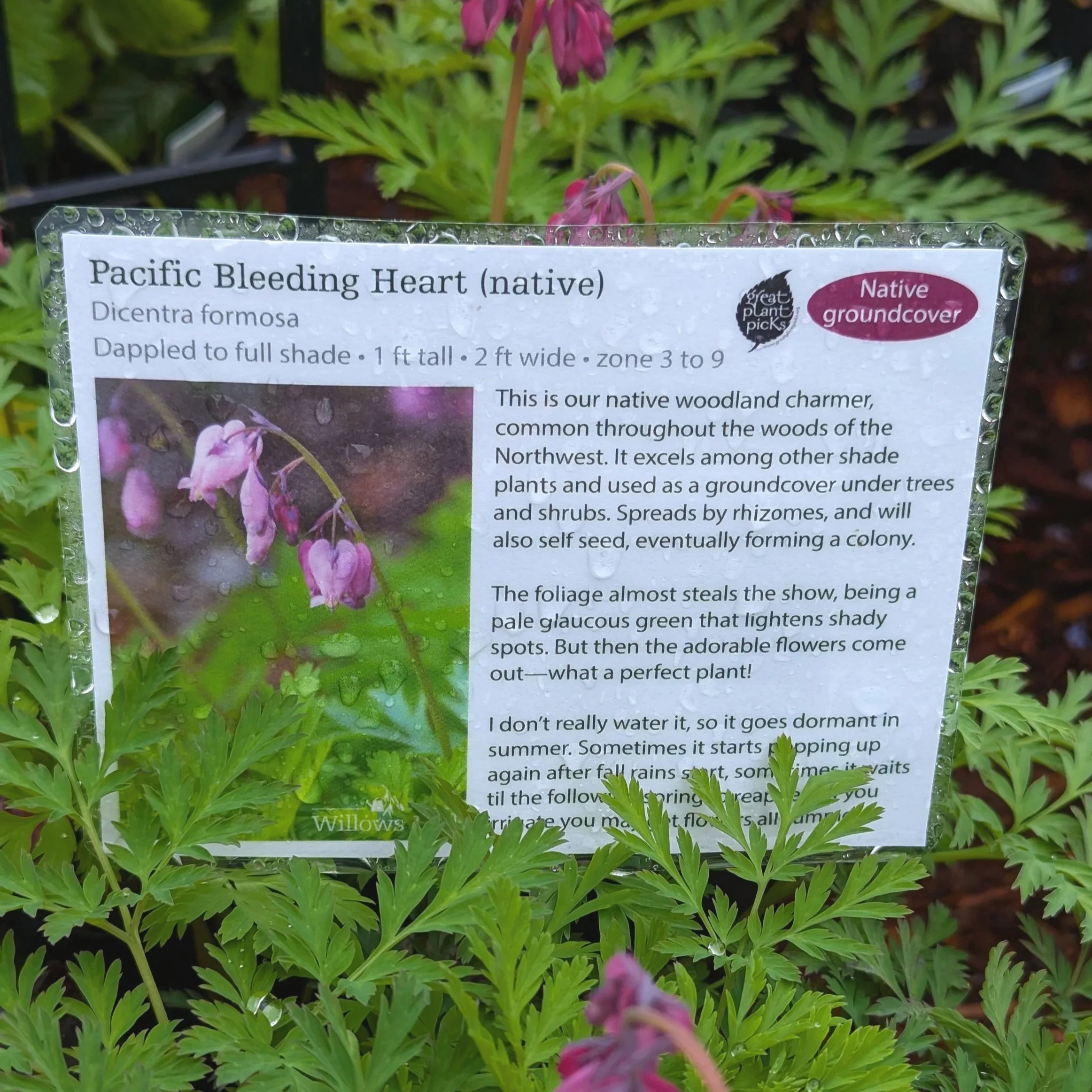 Plants in the Nursery - April 2026