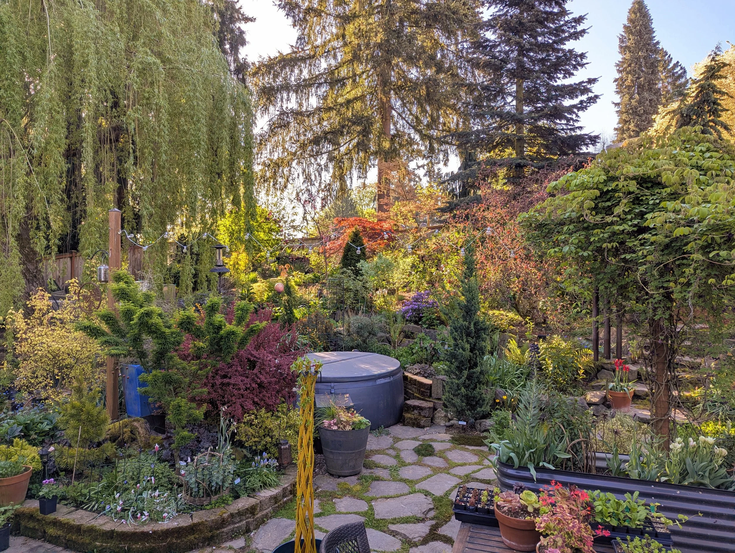 A view of the early spring garden featuring mature trees