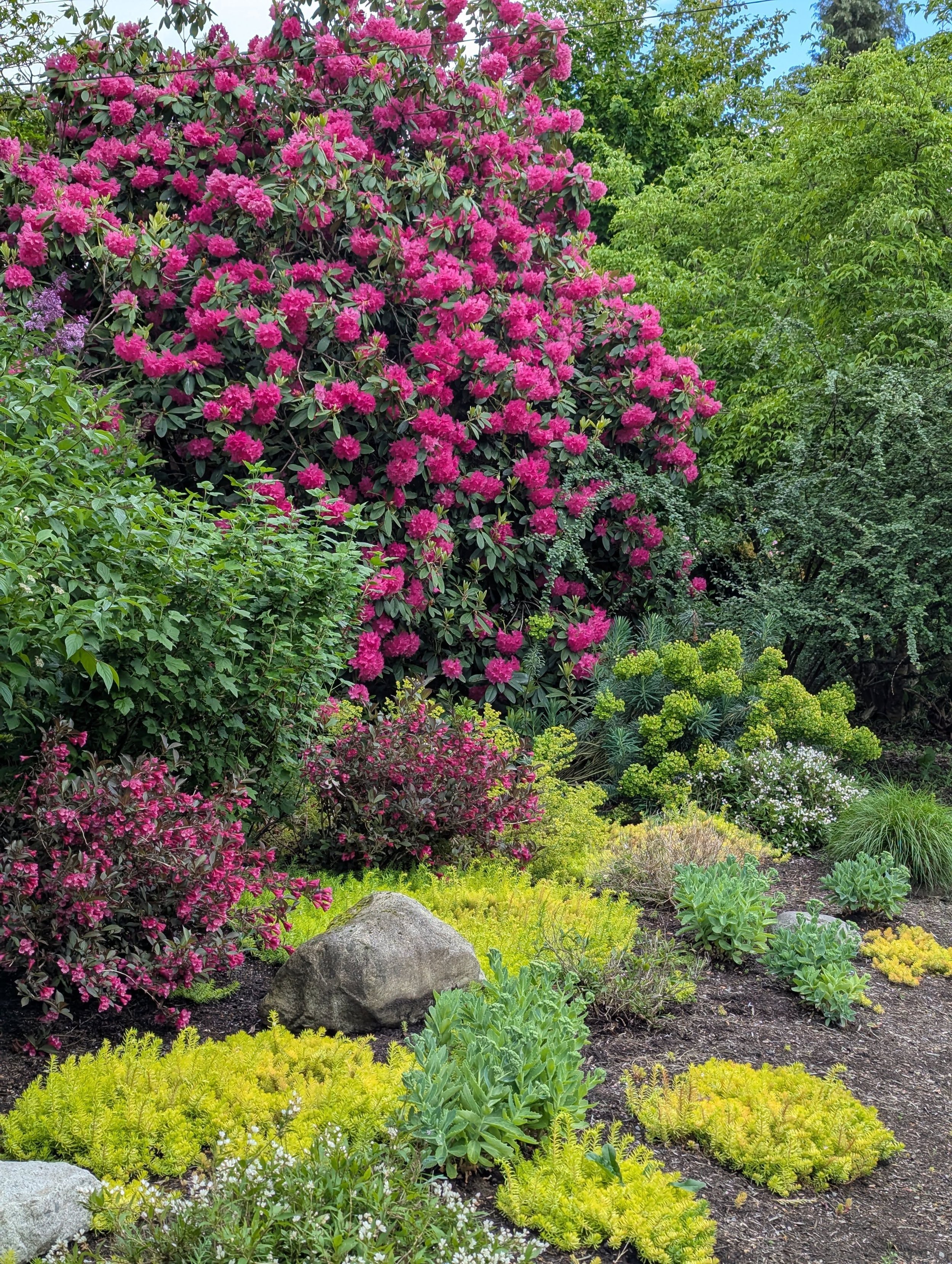 My neighborhood is called Pinehurst; there really aren't any pines, but Douglas-FirHurst doesn't roll off the tongue as nicely. 😆 Here are a few of the "Rhodies of Pinehurst".

On dog walks I traipse around most often between 125th and Nor