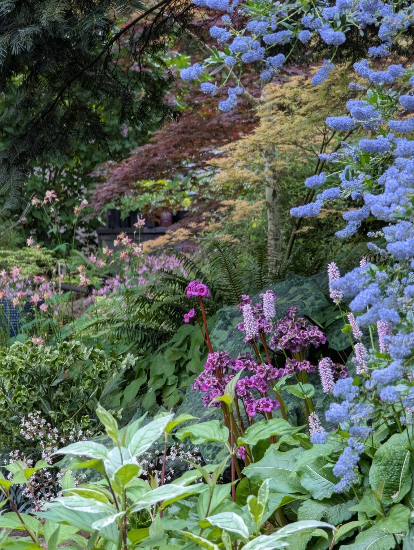 I always used to say that September is the best month in my garden, when grasses and late bloomers crowd every nook and cranny. But this May is making me question that! 😆 There have been lots of cloudy cool mornings for taking pictures. Here are a f
