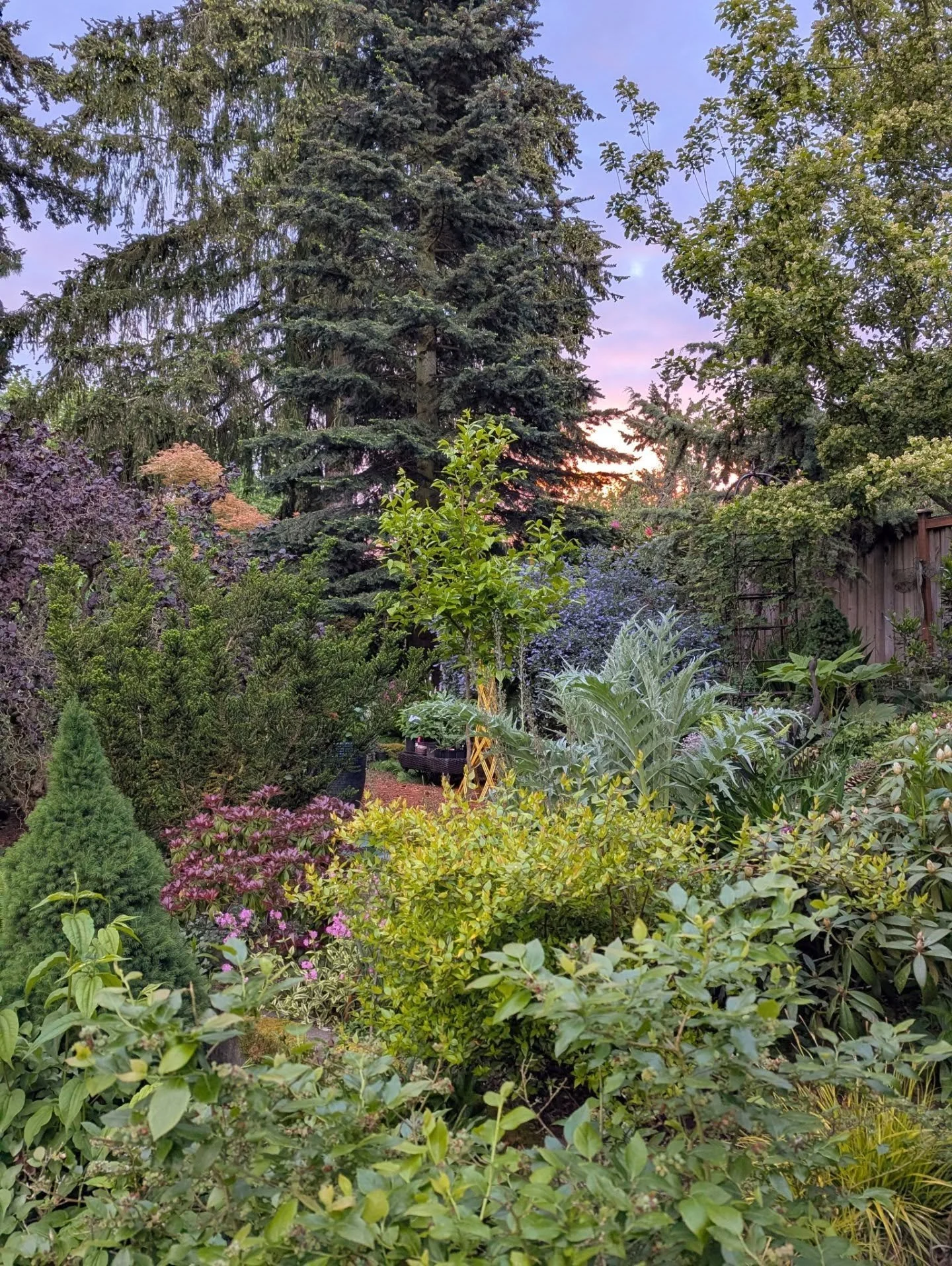 Visitors to my garden seem to be caught by how big the space is, especially for an urban neighborhood. It's a quarter acre. But it feels even larger than that for a couple of reasons. One, I've really packed the plants in! I'm a cramscaper. Dense pla