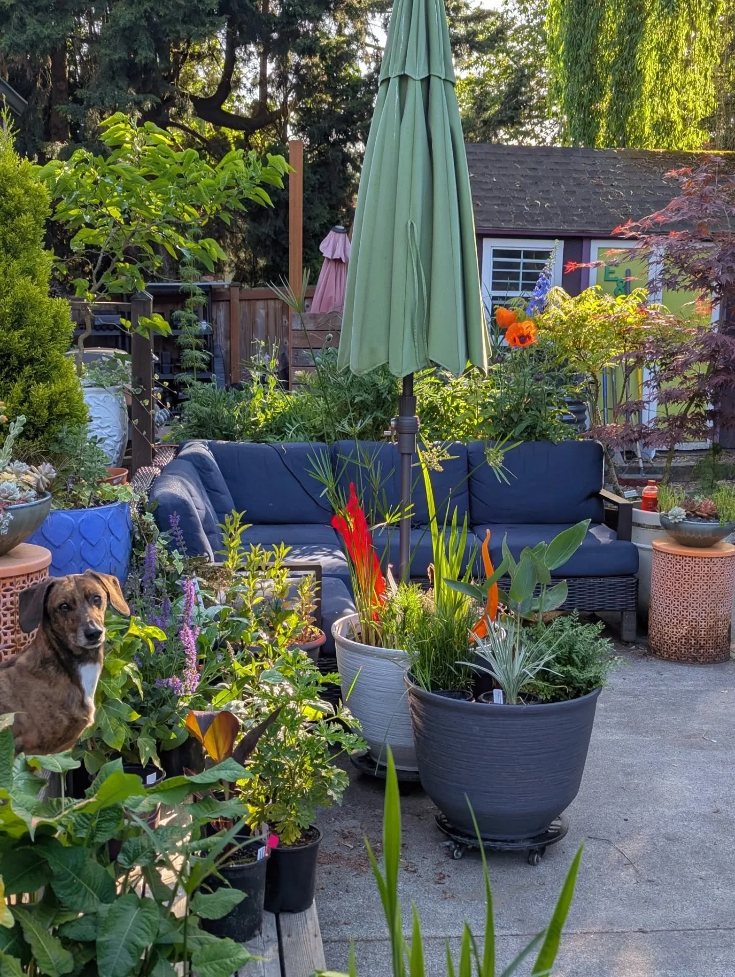 One of the joys of hosting an open garden is that the morning after, the garden is still neat and tidy&mdash;hoses rolled up, weed buckets and tools out of view, the worst of the weeds at bay.... Here are a few glances around the garden this morning.