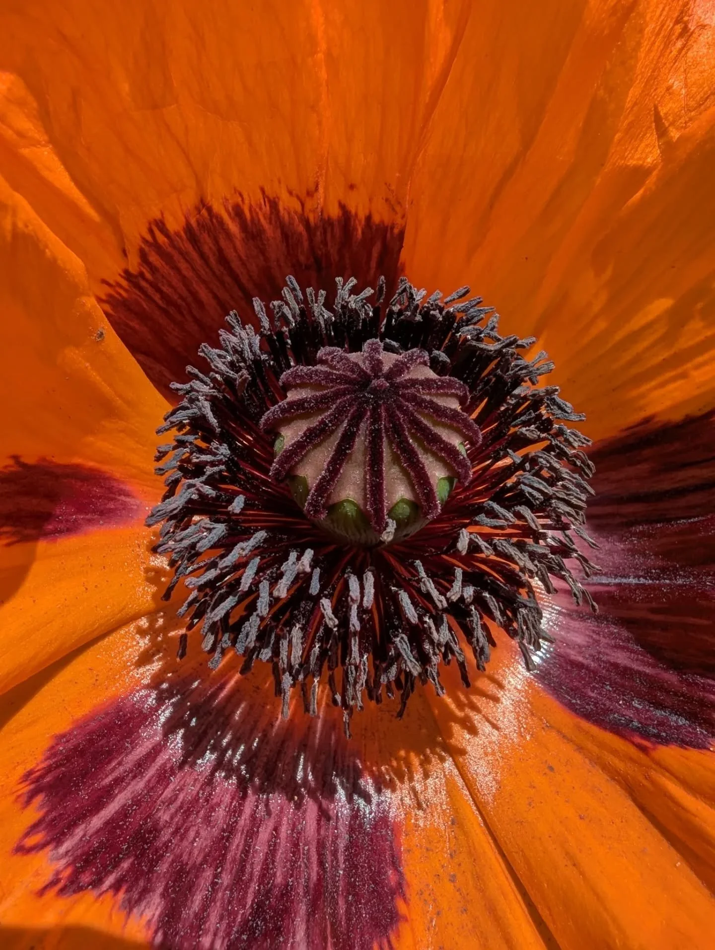 Pop(py) art! 

Oriental poppies have a fascinating business structure. Entire alien universes could be dreamed up while looking at them. 

Second picture is the back of the same flower in context.

Welcome to June! 

#poppy #orientalpoppy #pizzicatop