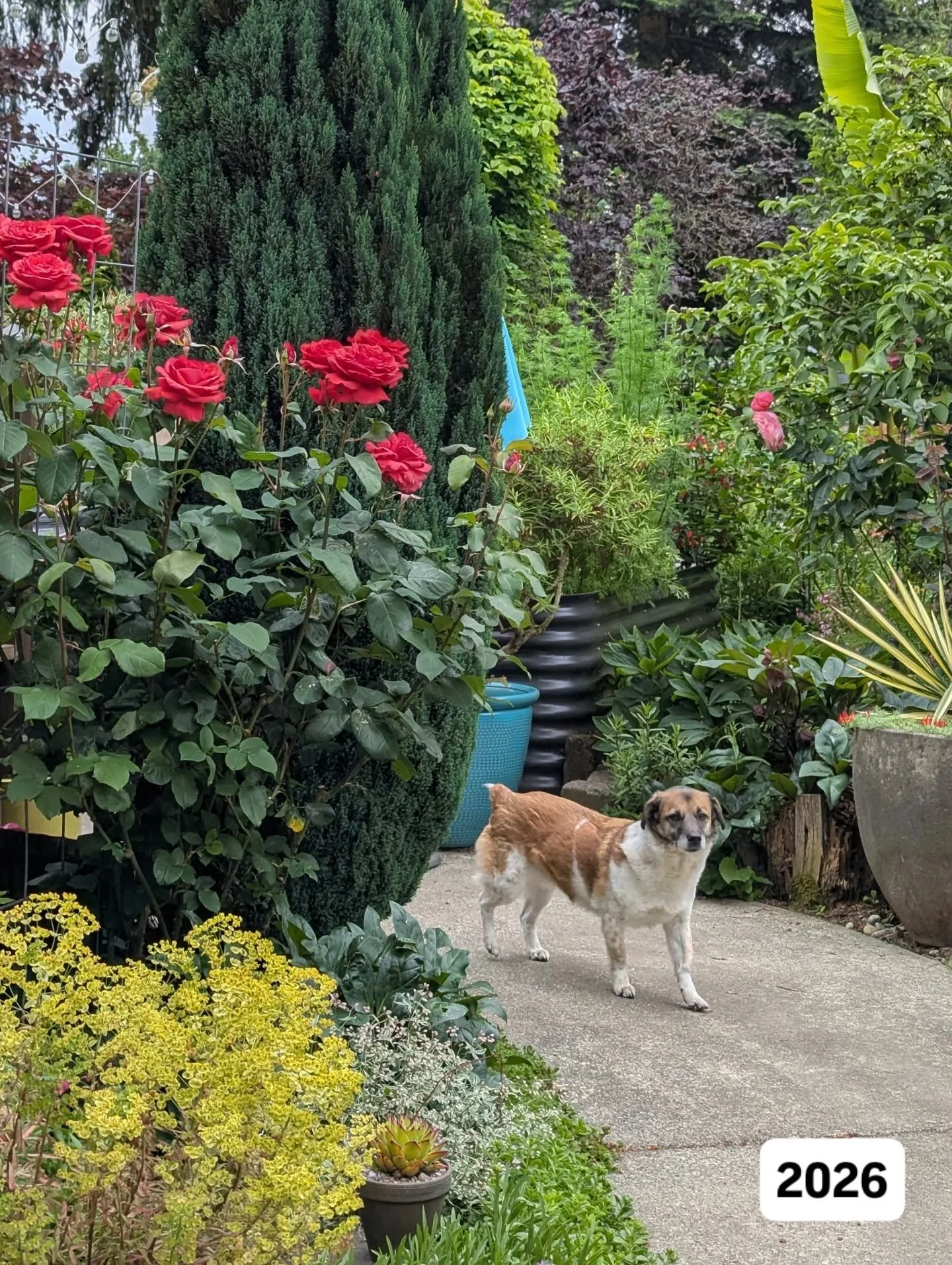 Roses are red
Burnett maroon
These pics are from
The beginning of June!

1. Eddie the maybe-corgi-mix doesn't care in the slightest about the heavenly-scented Fragrant Cloud roses in this photo, but I love them. The aroma fills the air for several ya