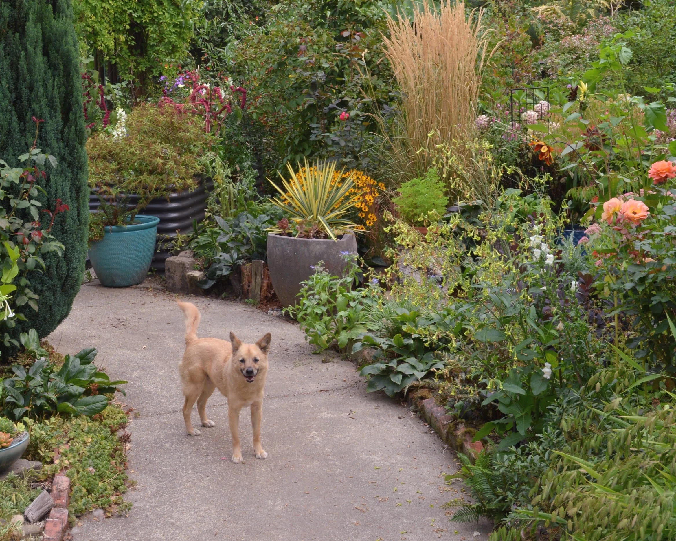 September Plant Week: Open nursery and garden