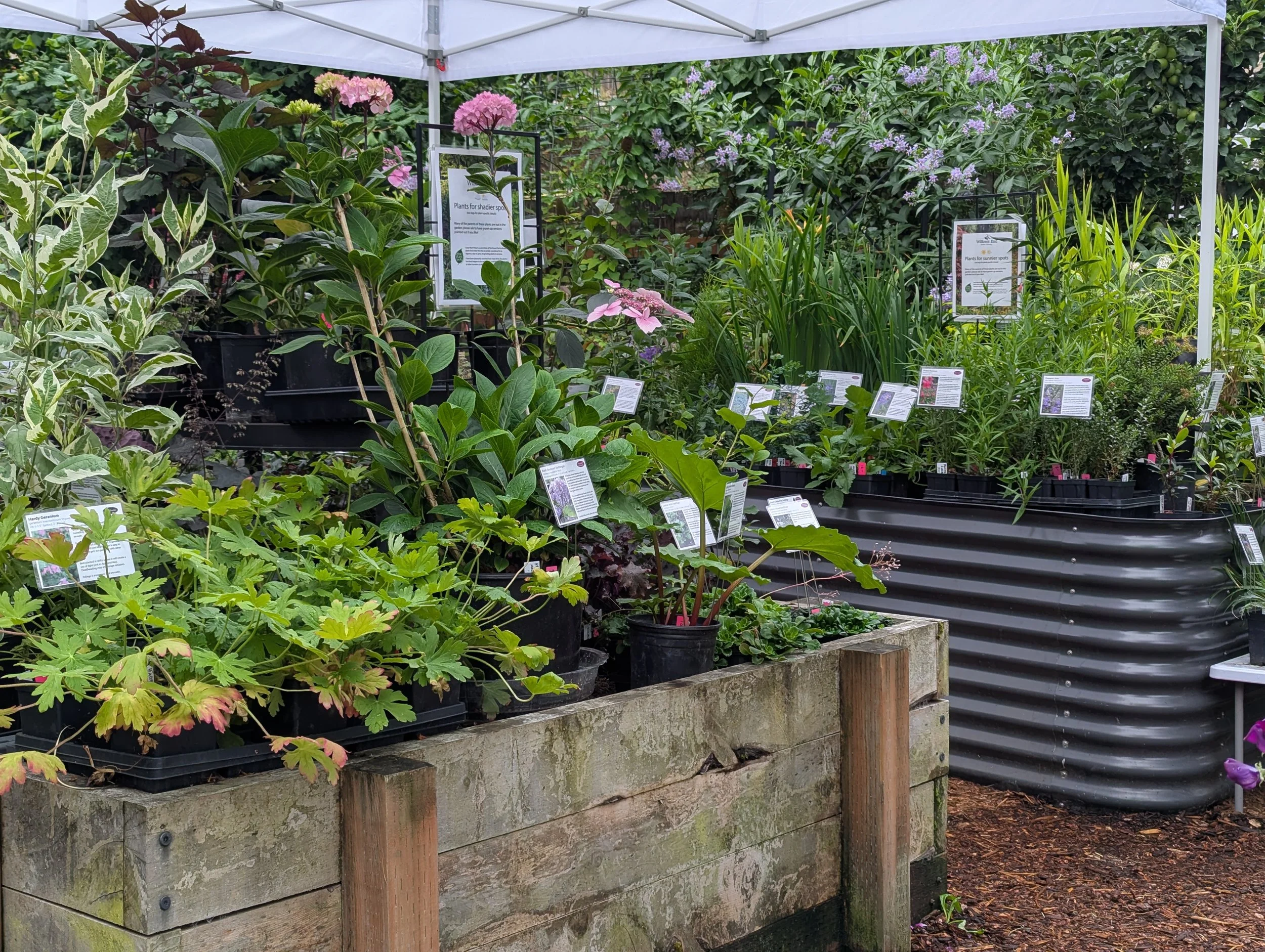 Plants for sale in the nursery