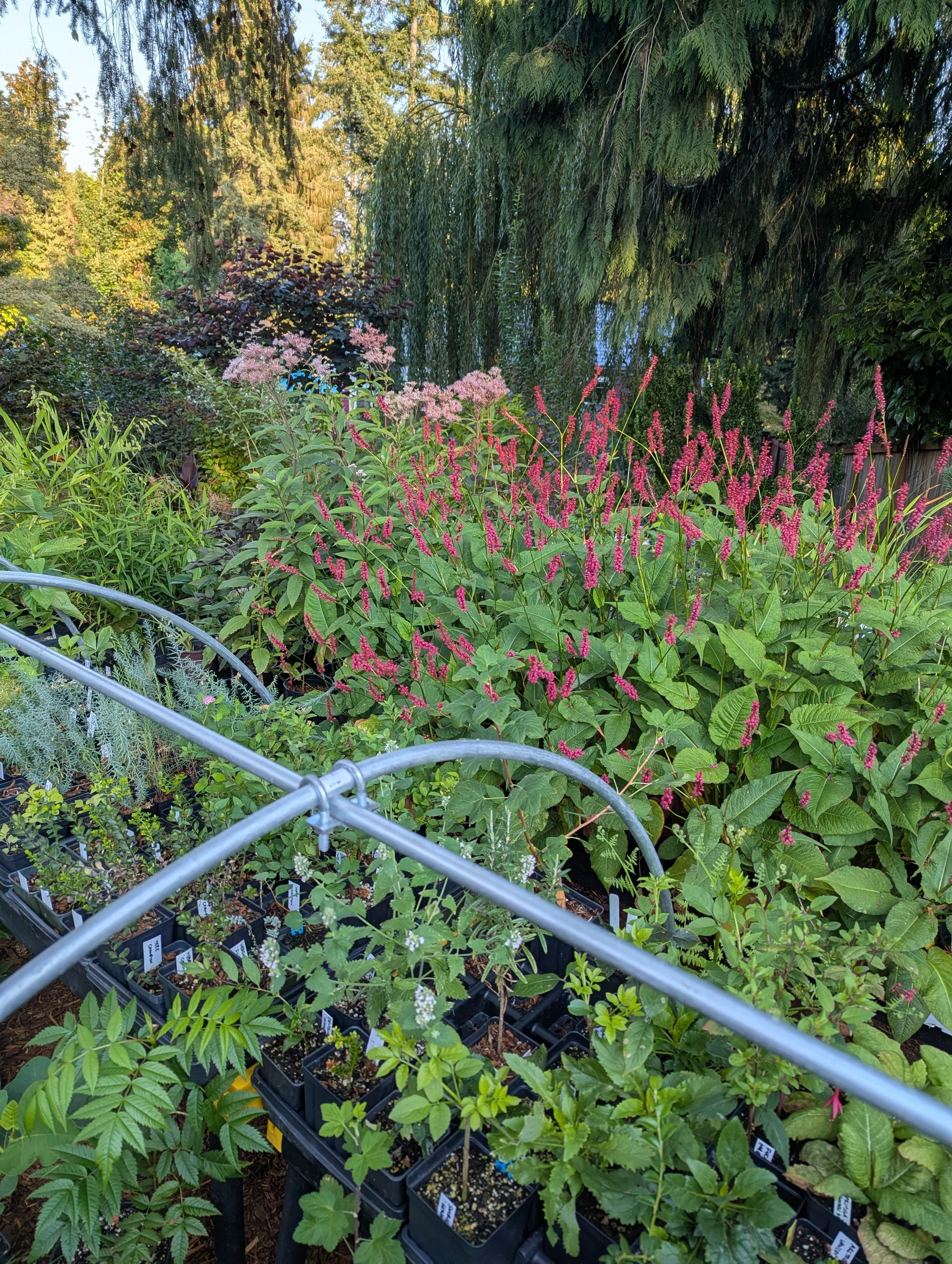 Low tunnel where plants are growing on