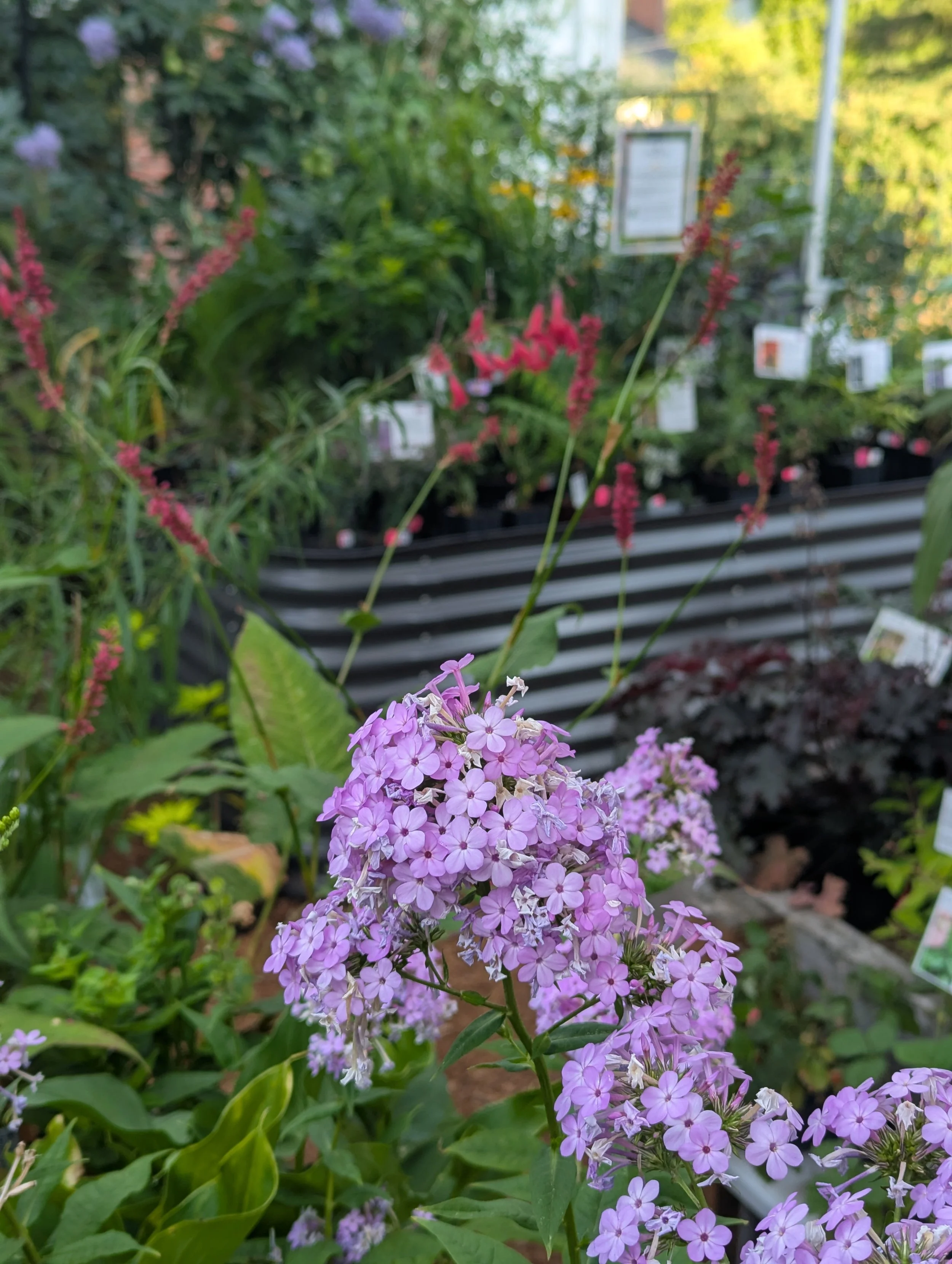 Several plants blooming in the nursery