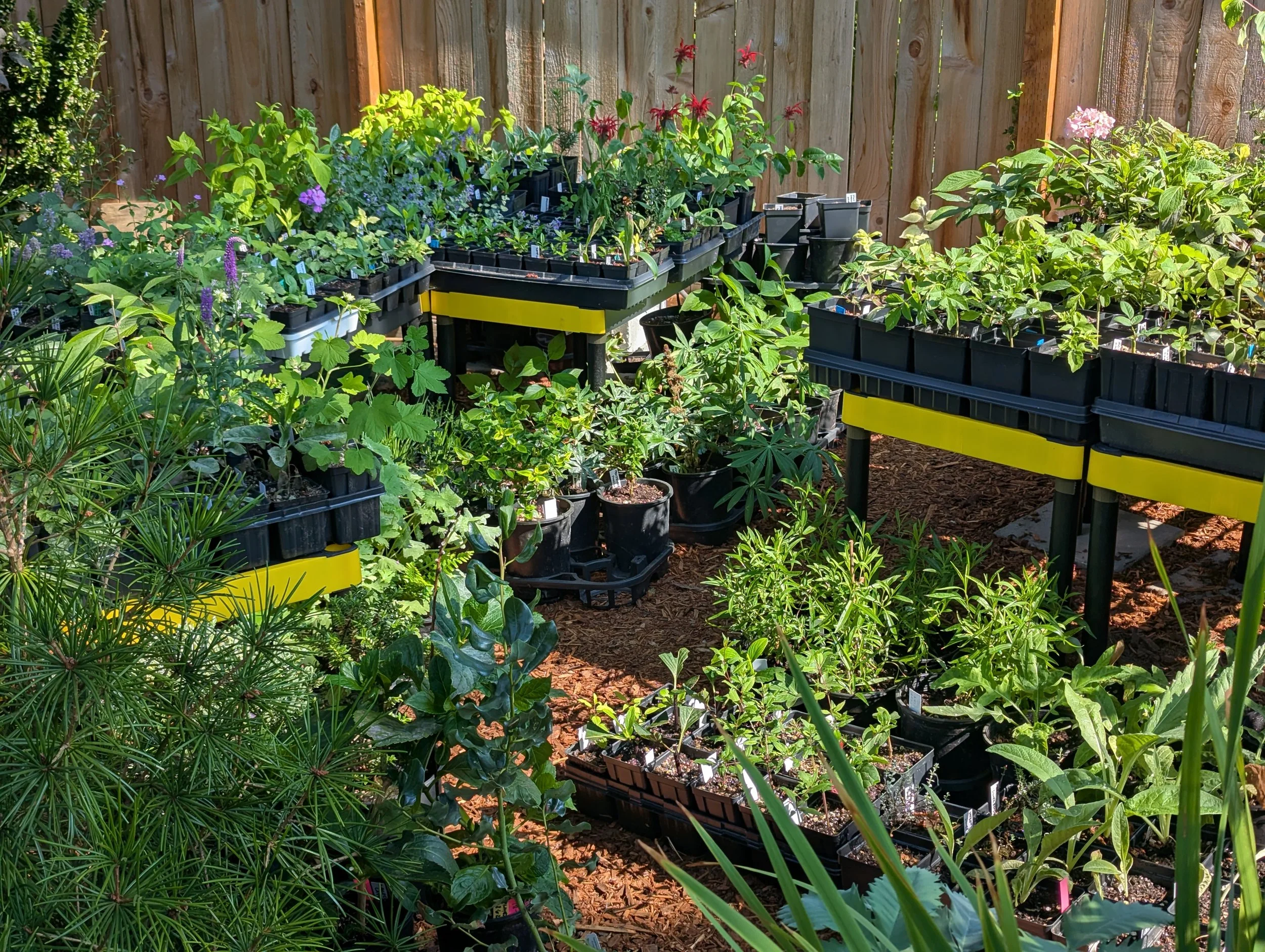 The newest part of the nursery stocked with baby plants