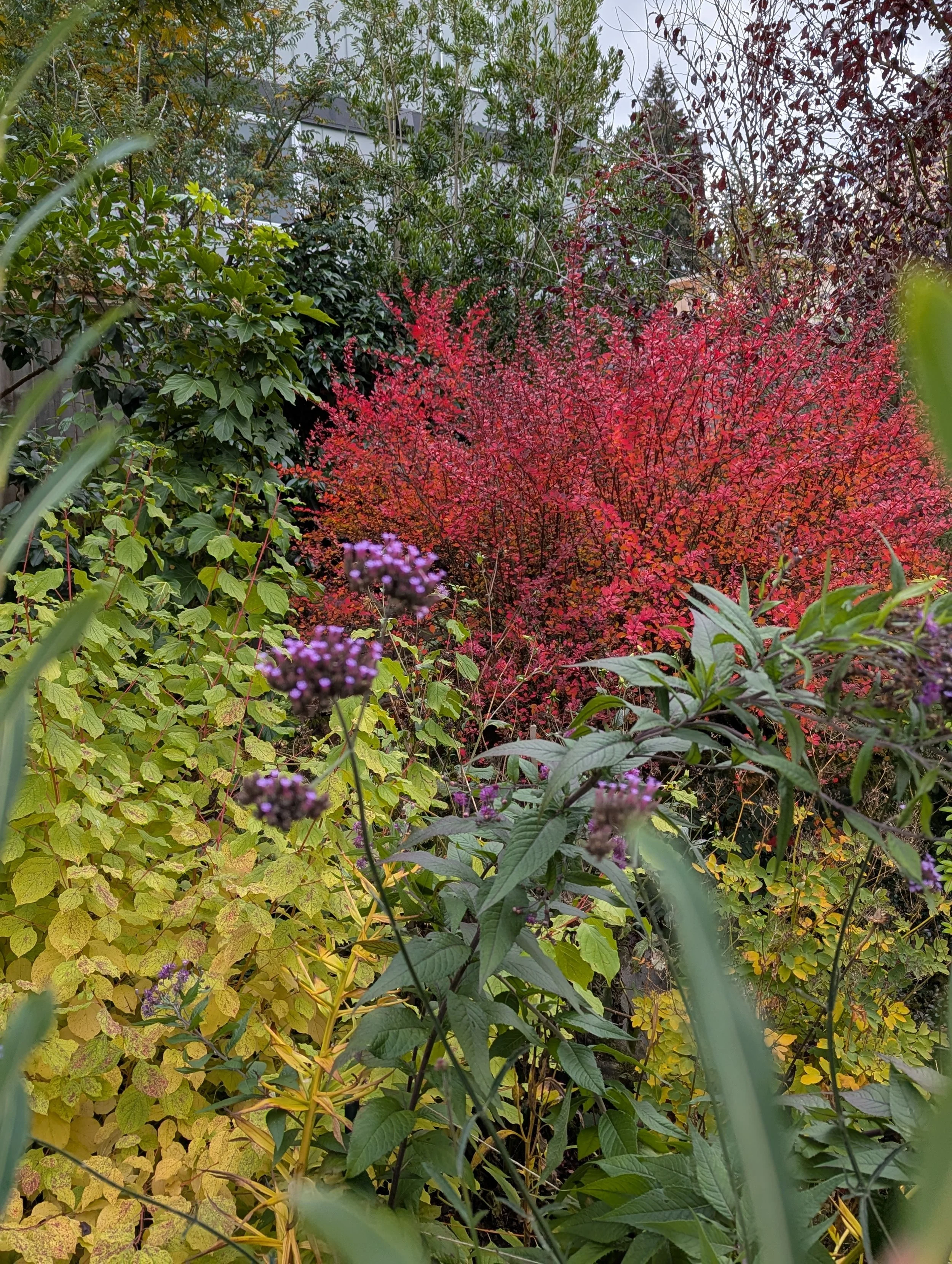 Autumn color on a barberry