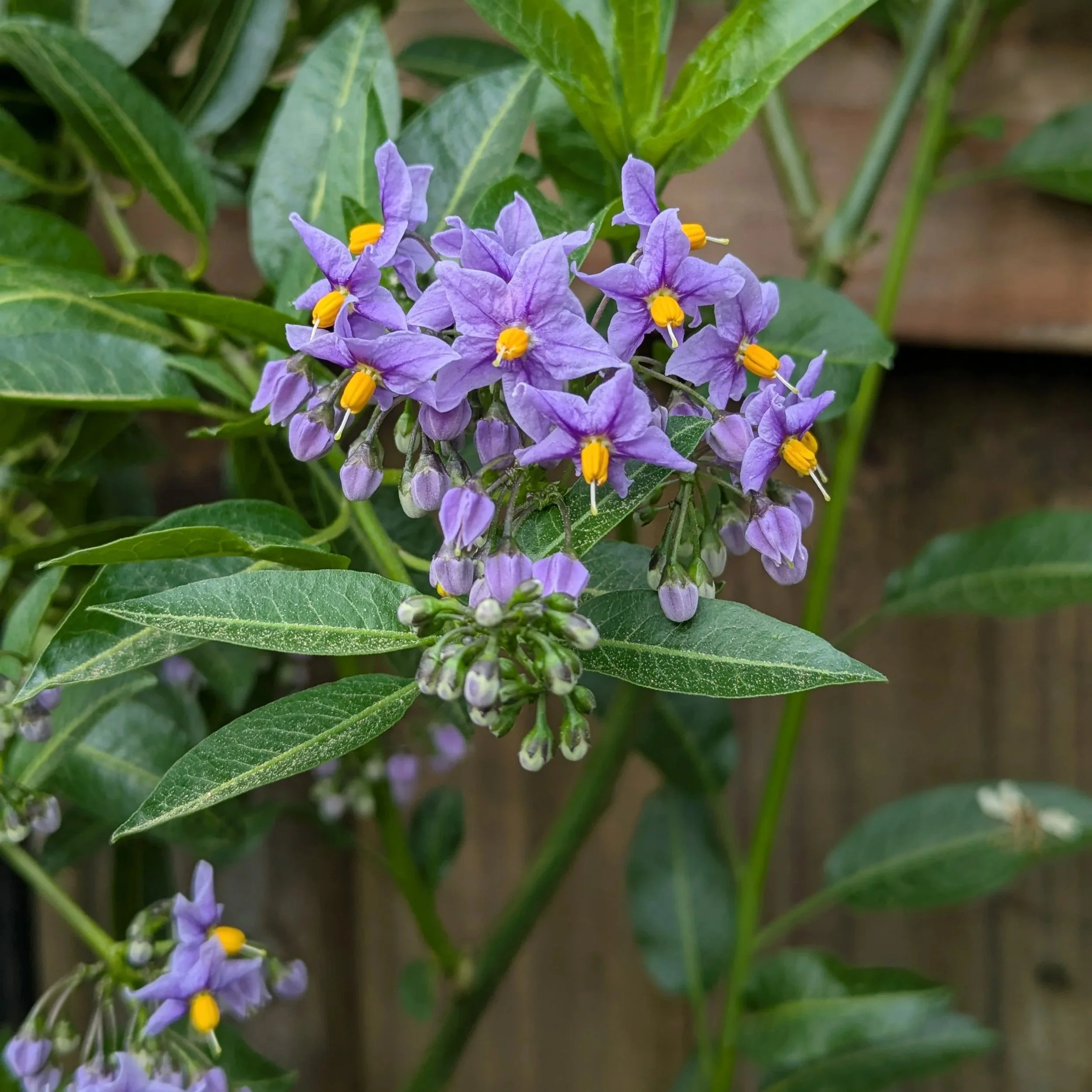 Purple flowers of Chilean potato vine