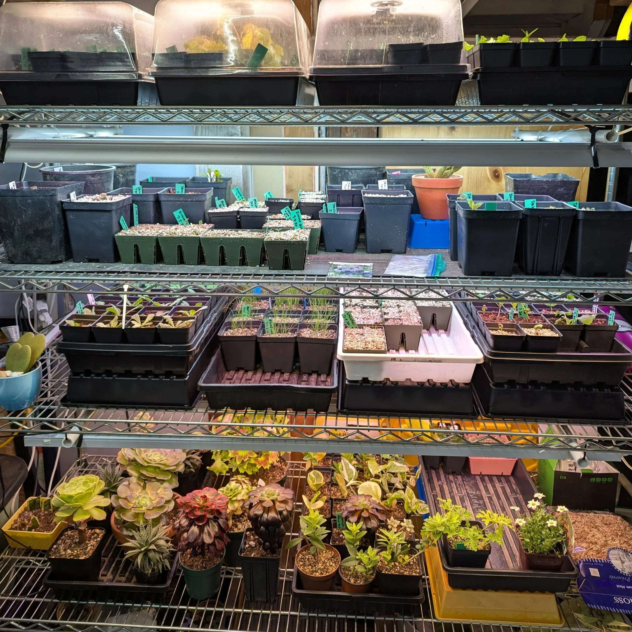 A lighted indoor plant rack
