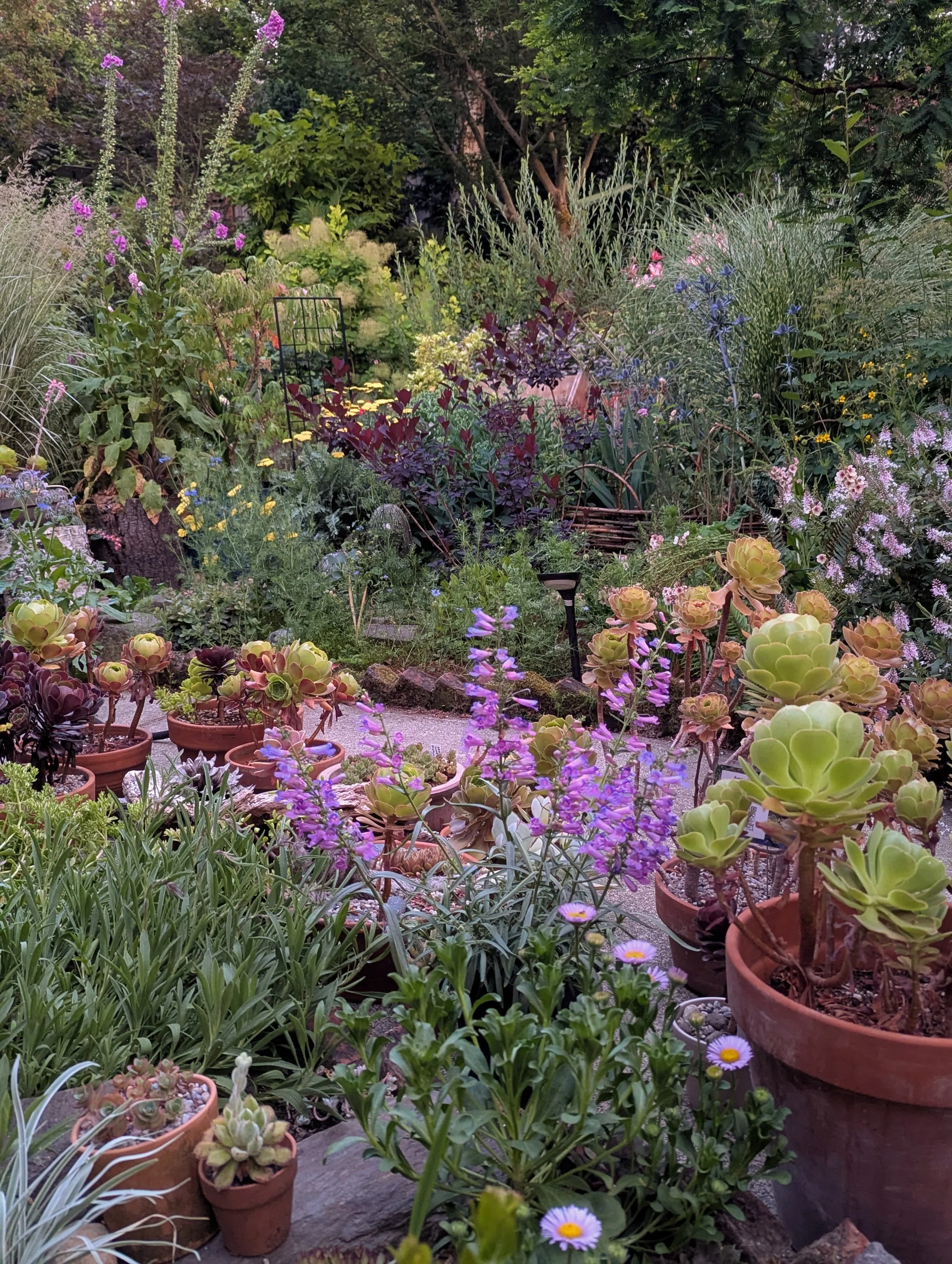 Potted succulents on the edge of a garden walkway