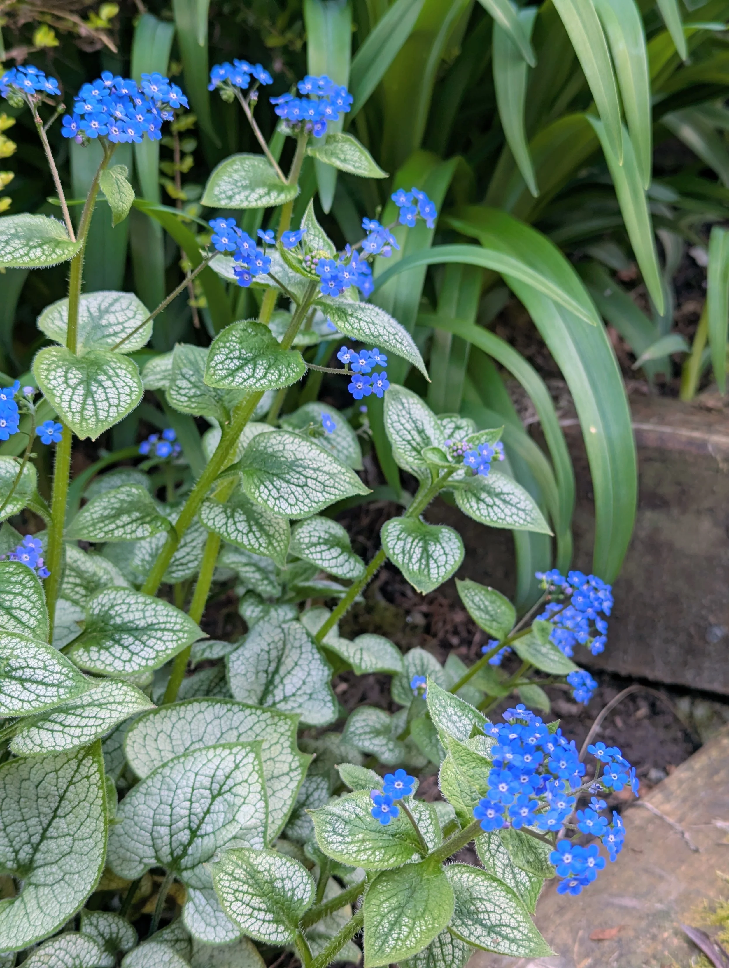 Tiny blue flowers and intricate foliage of brunnera macrophylla 'Jack Frost'