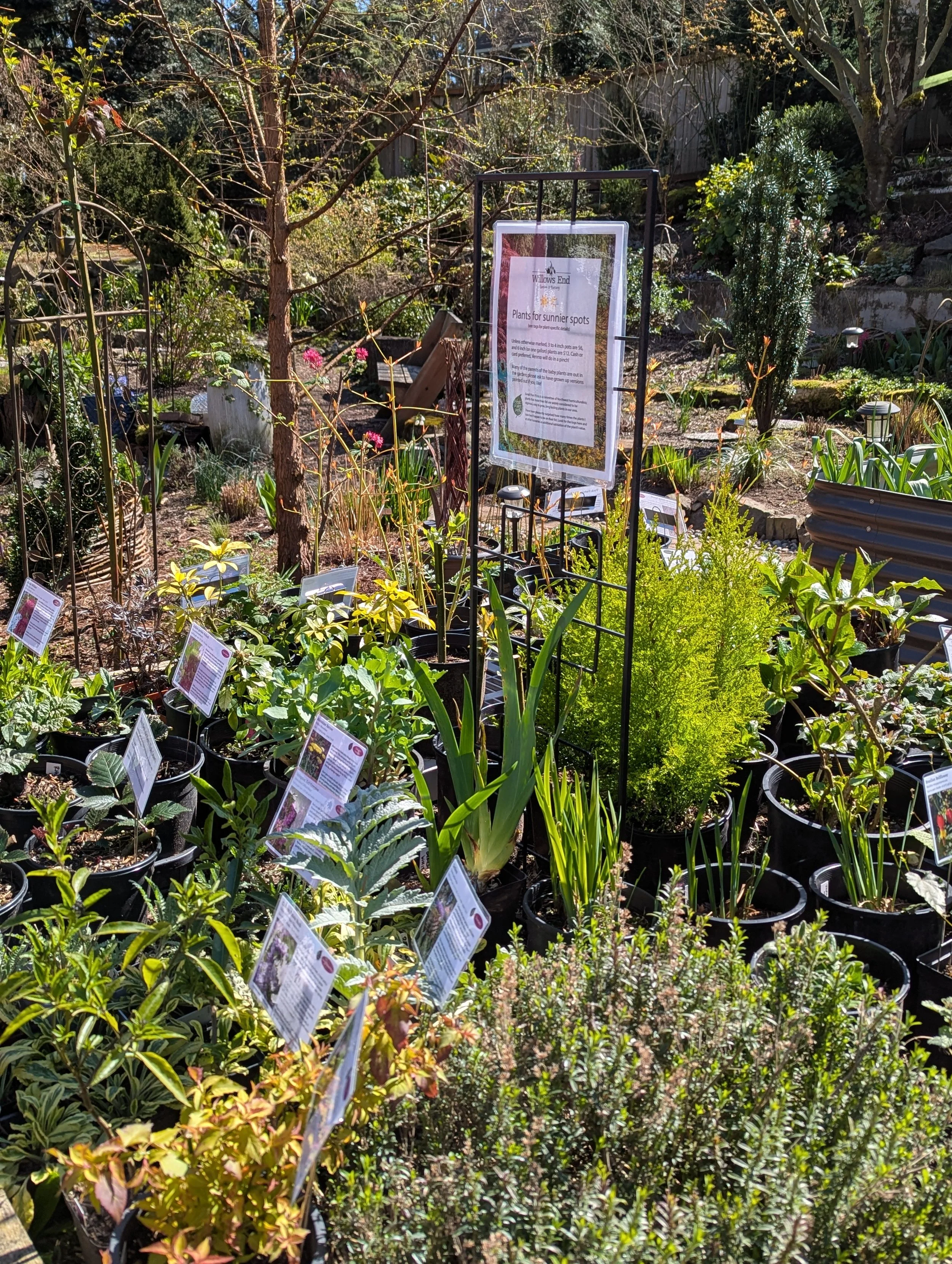 Some of the plants ready for sale in the nursery area